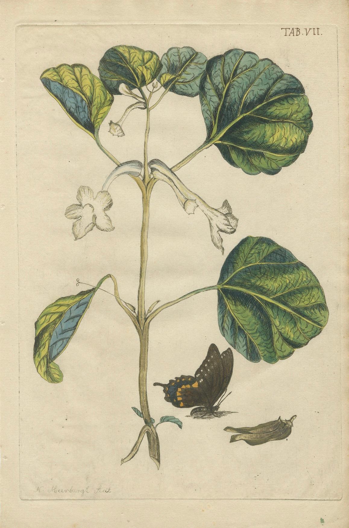 Bold Leaves and Butterfly – Hand-Colored Botanical Print from Meerburgh, 1775 In Good Condition For Sale In Langweer, NL