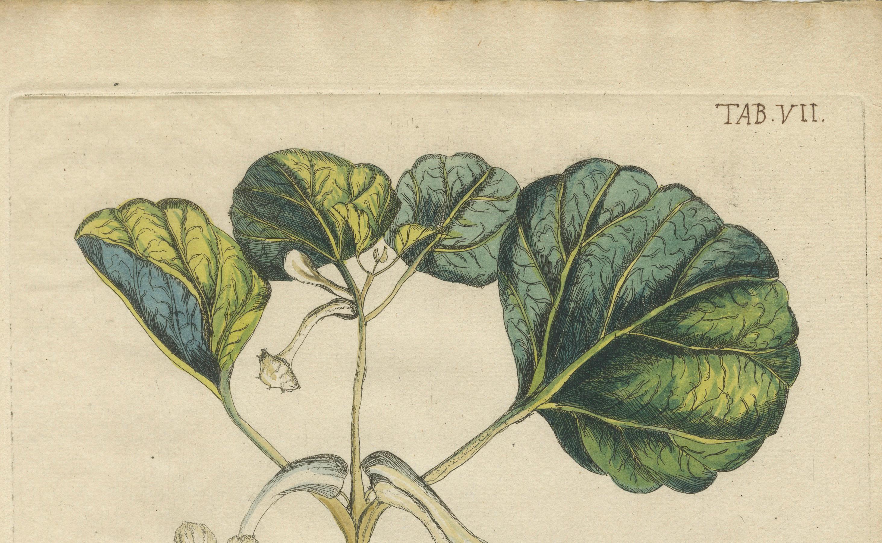 18th Century Bold Leaves and Butterfly – Hand-Colored Botanical Print from Meerburgh, 1775 For Sale