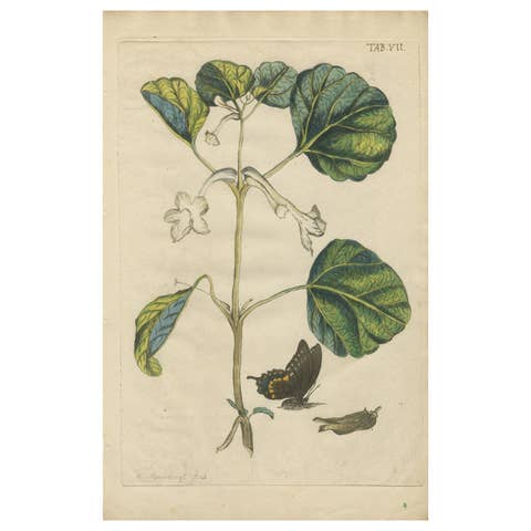 Bold Leaves and Butterfly – Hand-Colored Botanical Print from Meerburgh, 1775