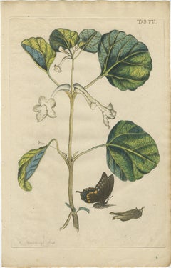 Bold Leaves and Butterfly – Hand-Colored Botanical Print from Meerburgh, 1775