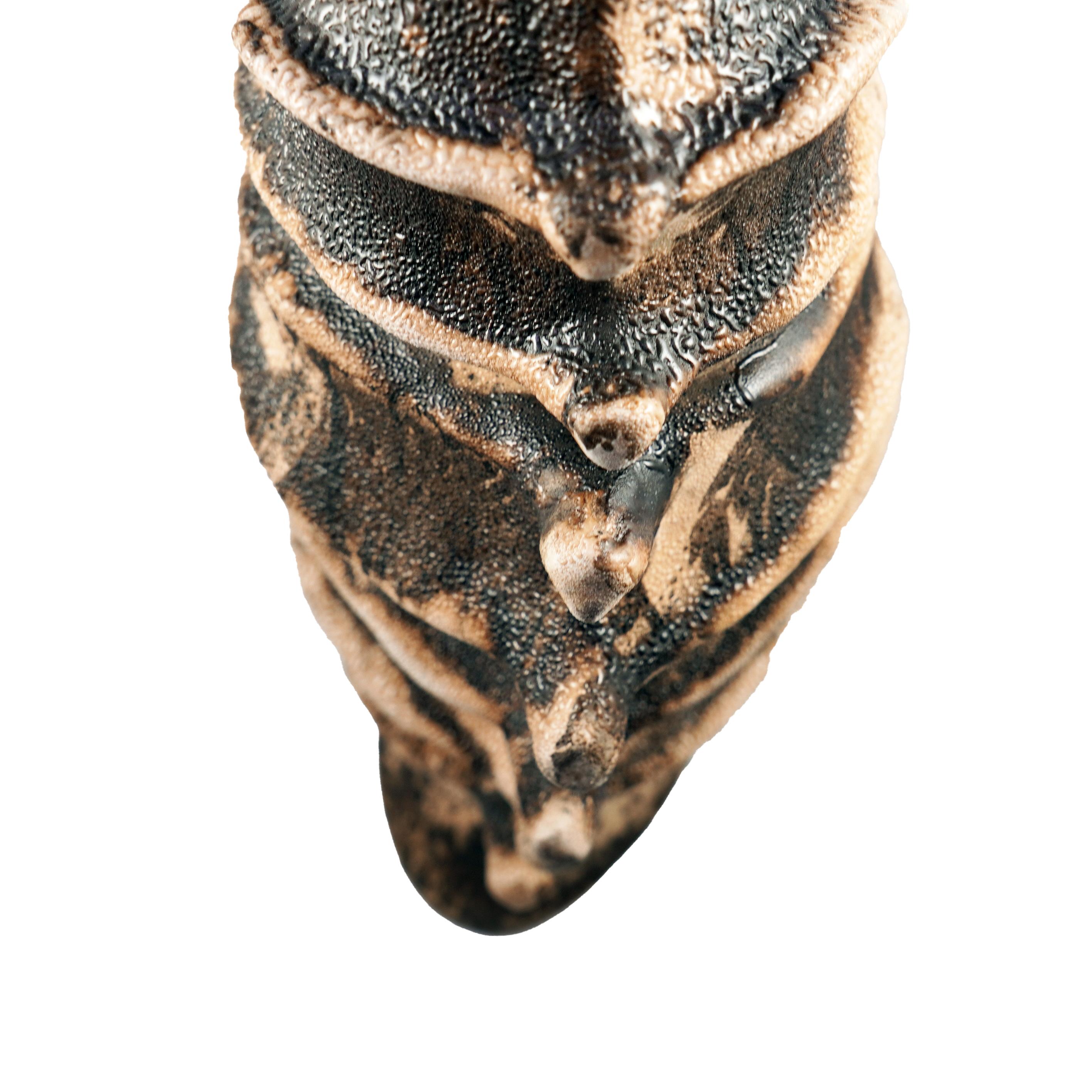 XXIe siècle et contemporain Série Bone n°3, collection Bones, sculpture en céramique raku d'Adil Ghani en vente