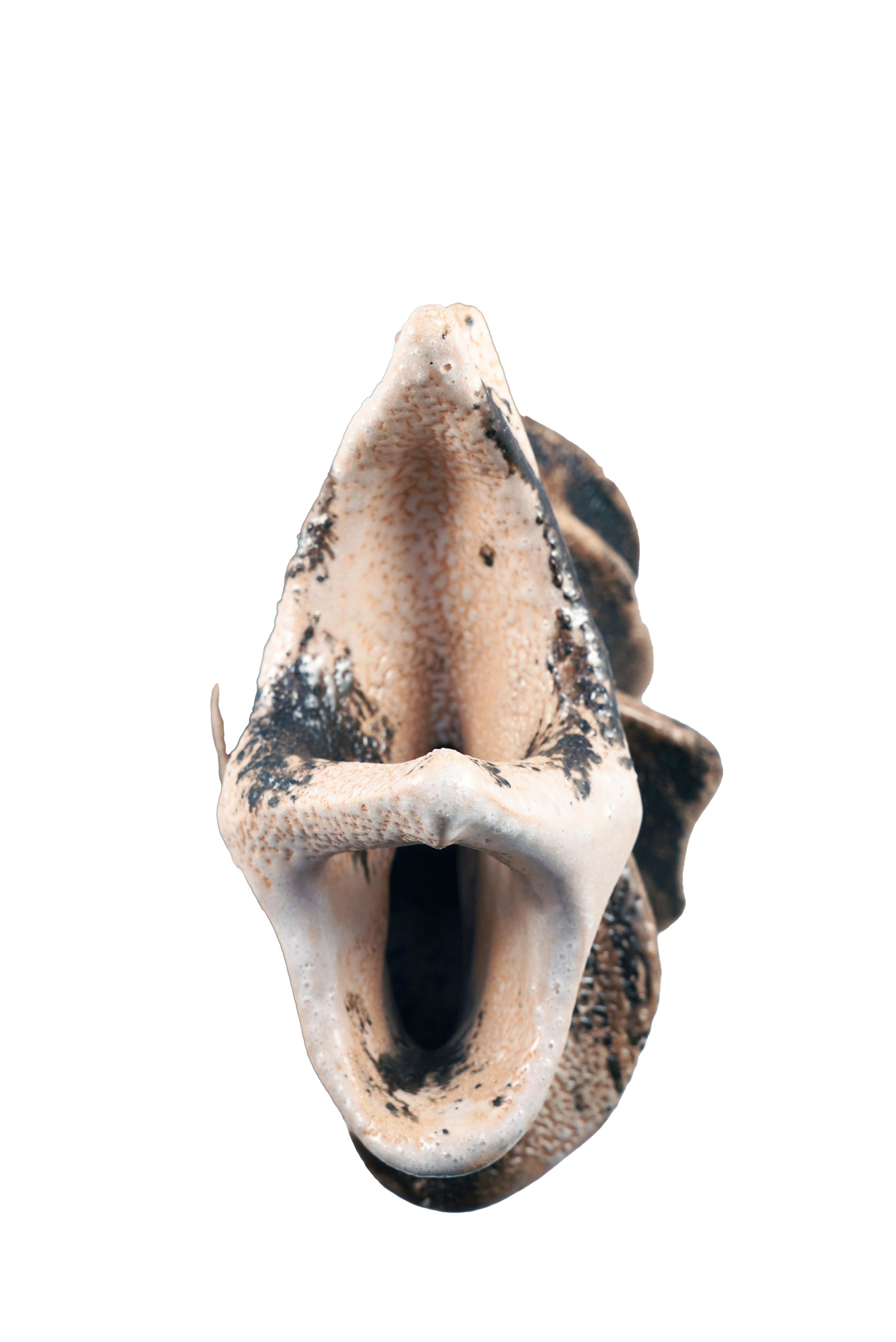 Cuit Série Bone n°5, collection Bones, sculpture en céramique raku d'Adil Ghani en vente