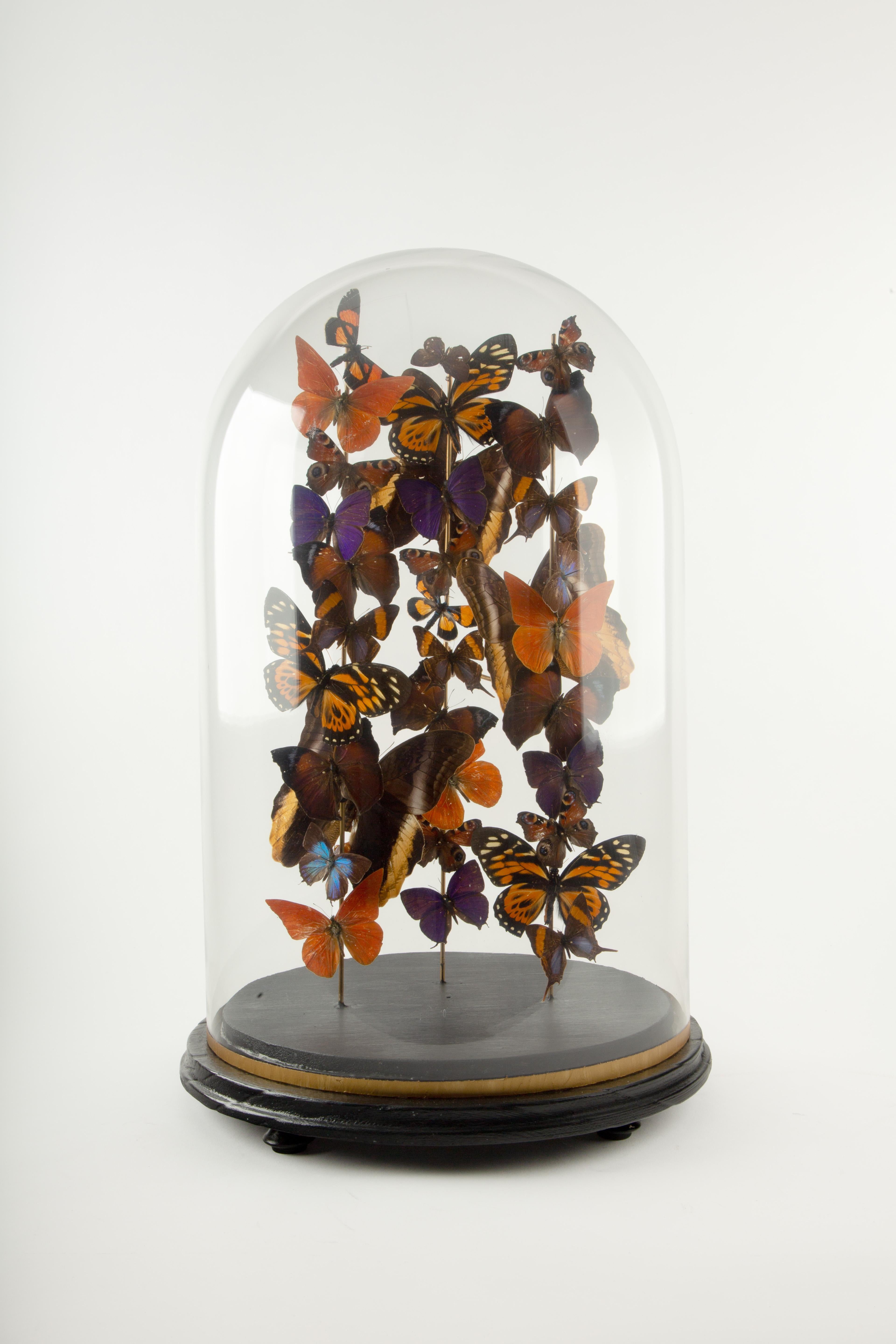 Bonfire di Hasharat presenta una cupola di vetro soffiato a mano su una base di legno ebanizzato, che racchiude un'esposizione riccamente stratificata di farfalle conservate in arancioni infuocati, viola vellutati, blu iridescenti e marroni terrosi.