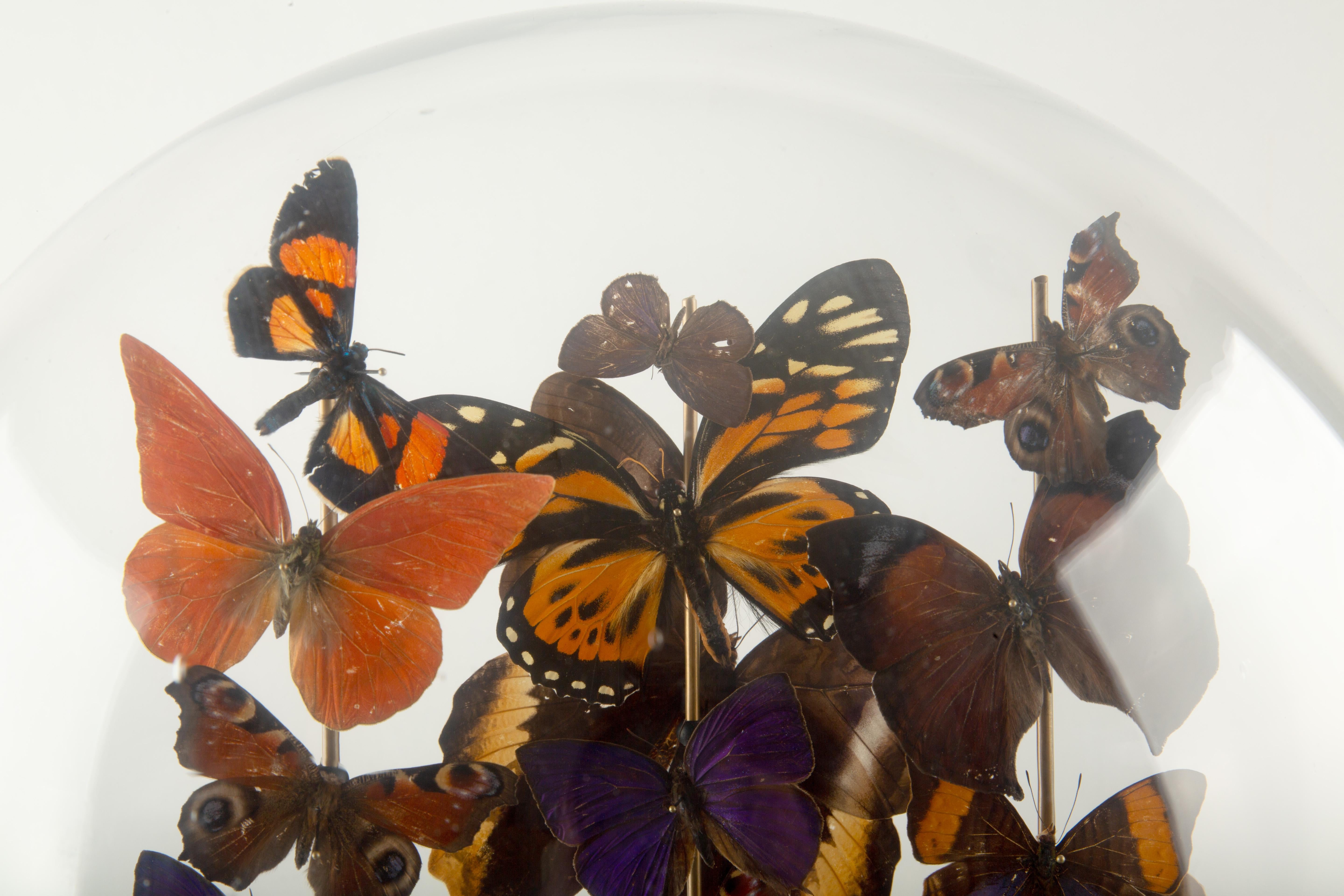 Americano Falò: Una cupola di farfalle di Hasharat in vendita