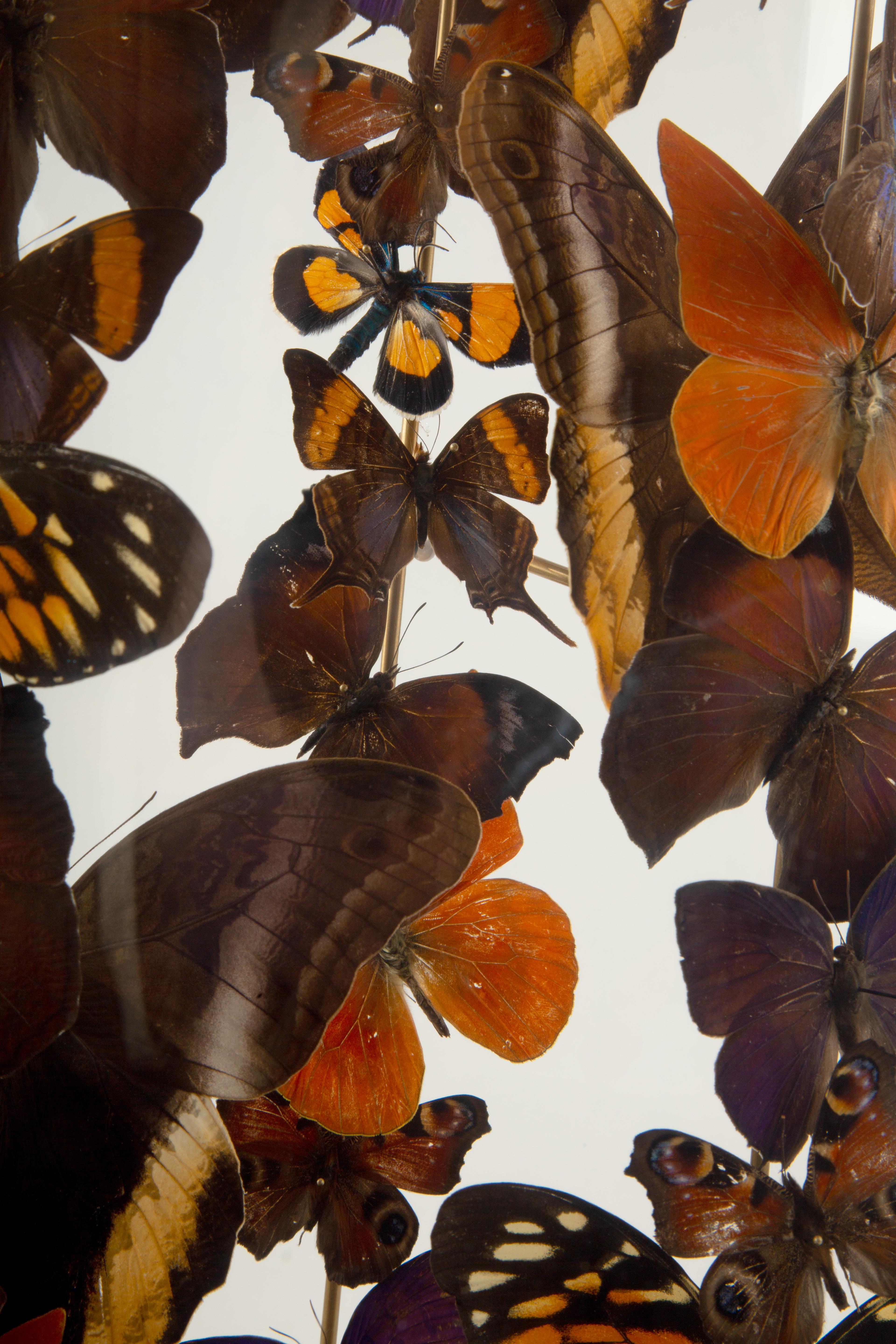 Falò: Una cupola di farfalle di Hasharat In condizioni Nuovo in vendita a New York, NY