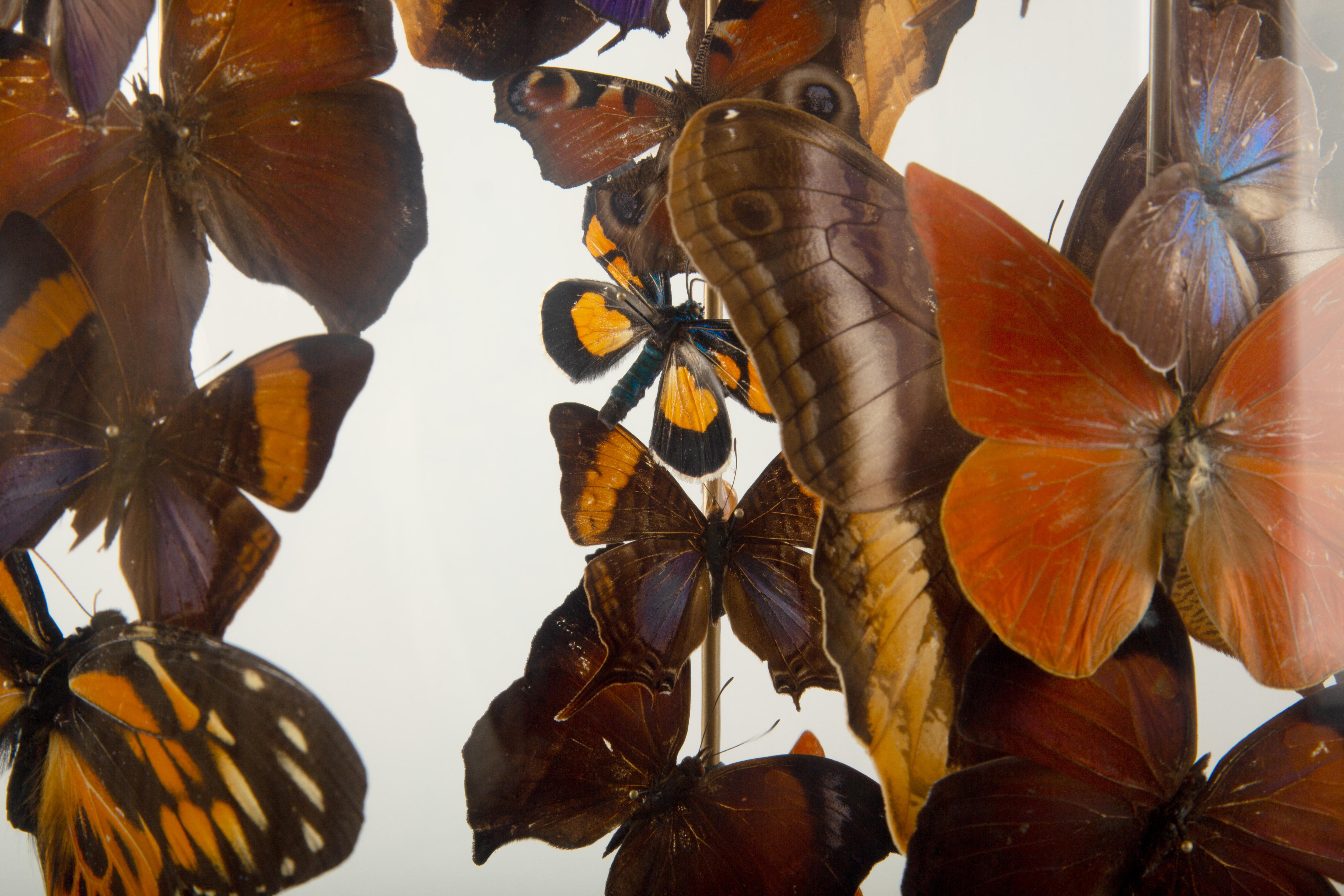 XXI secolo e contemporaneo Falò: Una cupola di farfalle di Hasharat in vendita