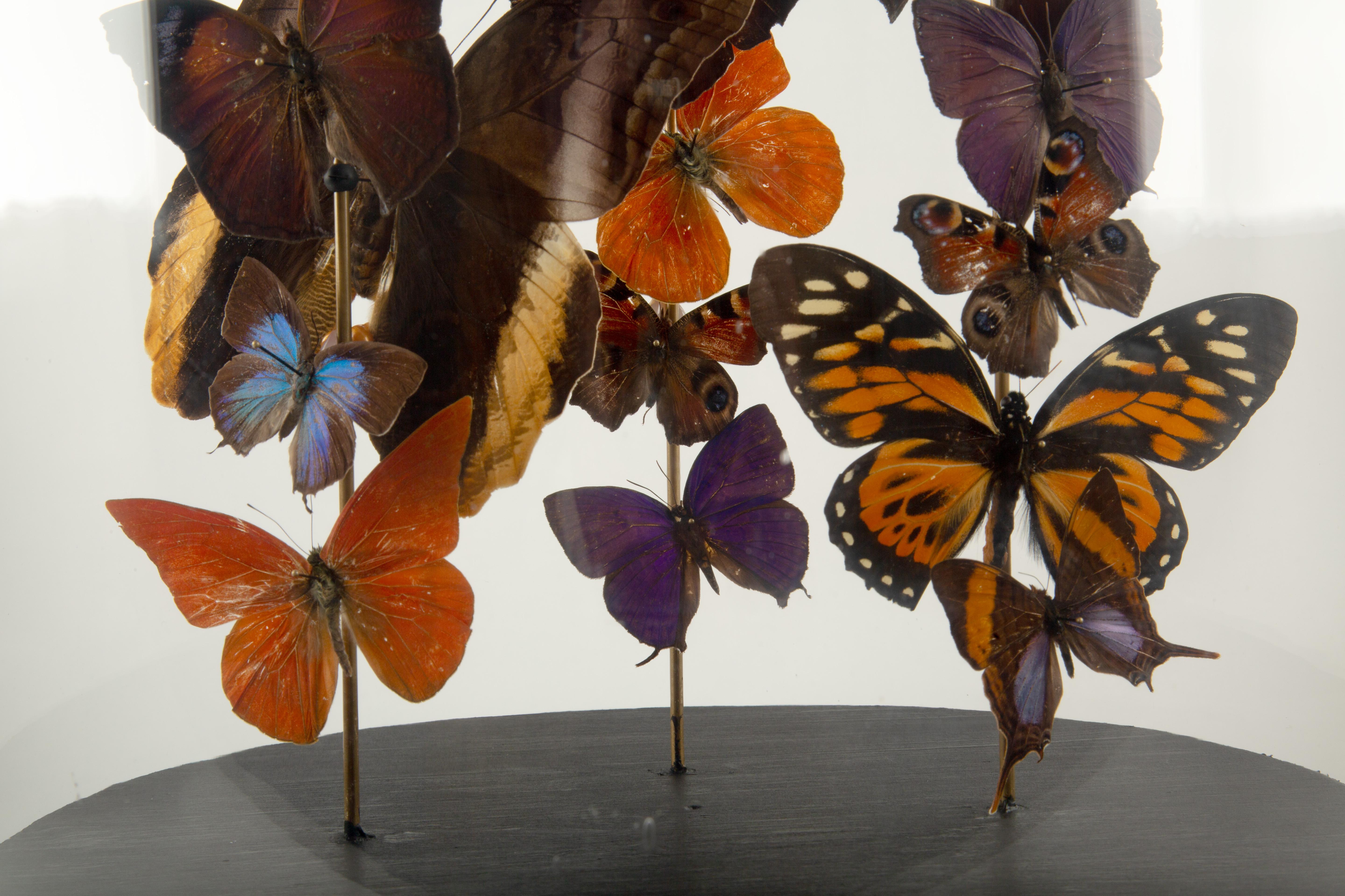 Vetro Falò: Una cupola di farfalle di Hasharat in vendita