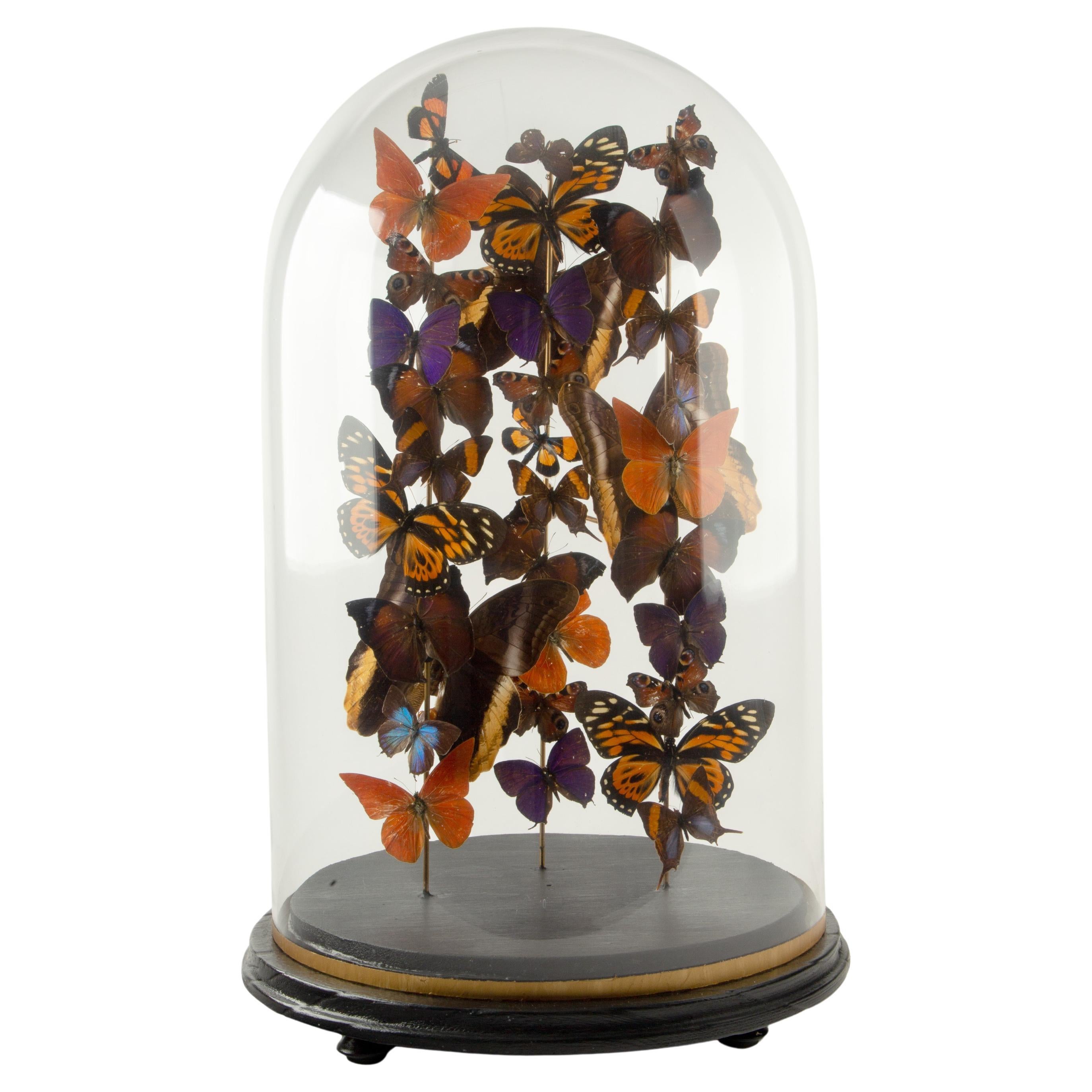 Falò: Una cupola di farfalle di Hasharat in vendita