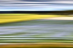 Bonnie Edelman Fotografía "Maleza de lavanda en Suecia", Serie Scapes, 2014