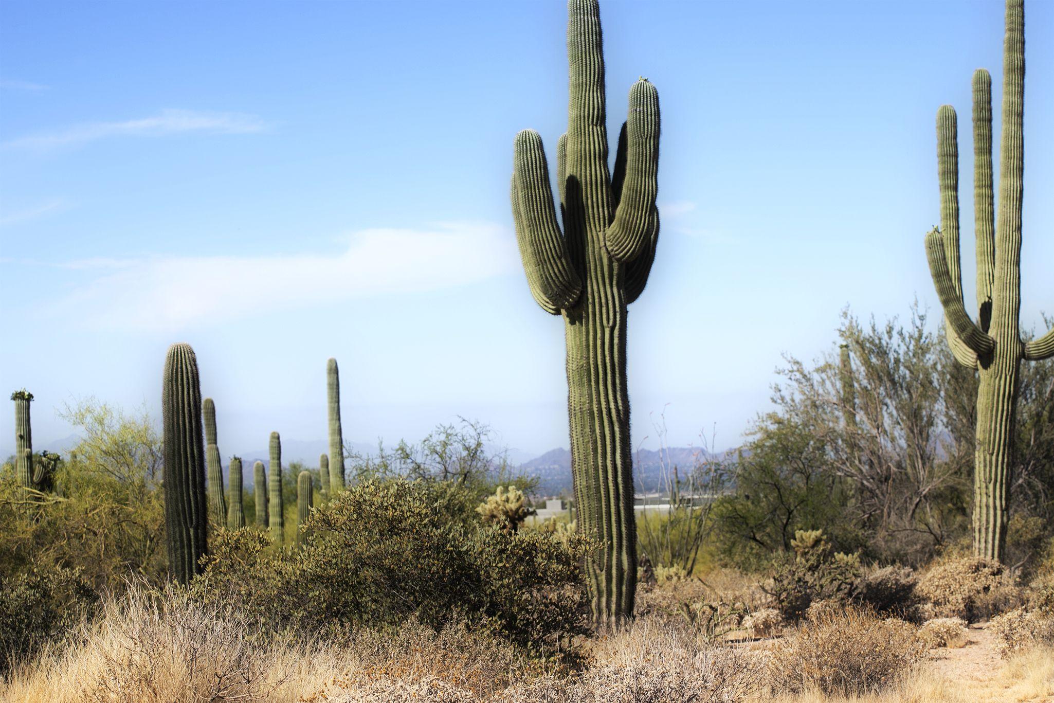 bonnie lammar Color Photograph - Desert Dreamscape #1, Photograph, Archival Ink Jet