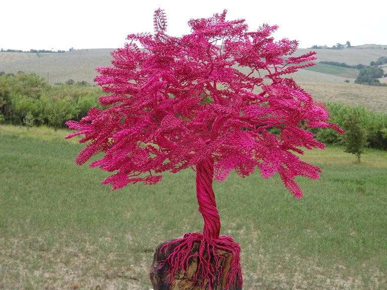 bonsai zchten aus samen Bonsai Anzuchtset kaufen  Handmade & Plastikfrei