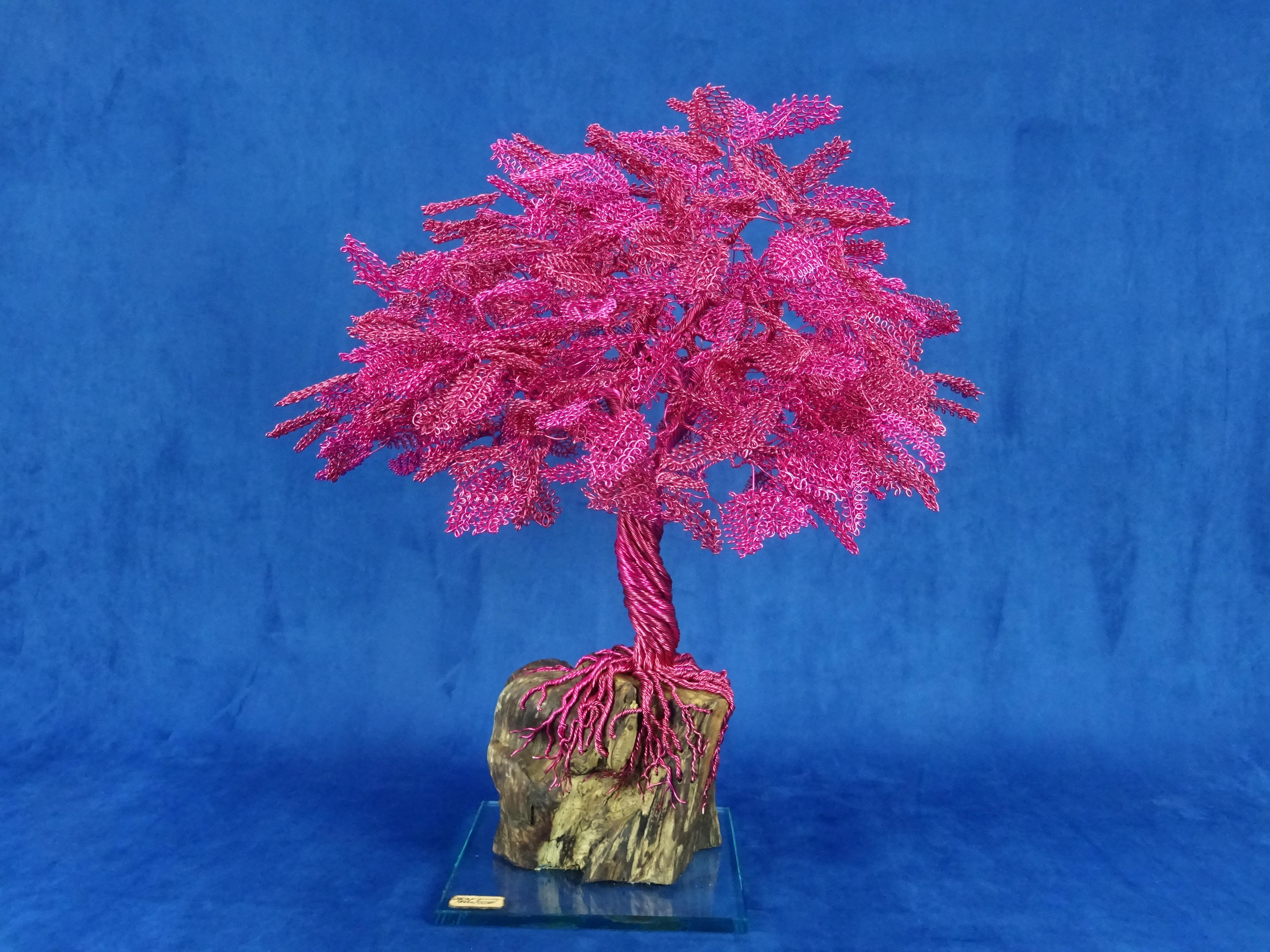 sakura bonsai tree for sale