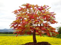 Bonsai "Spring in Tuscan", Handmade in Italy, Signed by the artist. Bespoke