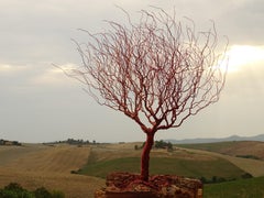 Bonsai "Winter in italian countryside ", Handmade in Italy, Signed by the artist