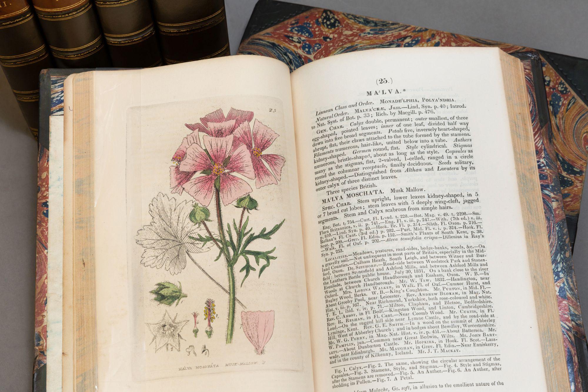 19th Century 'Book Sets' 6 Volumes, William Baxter, British Phaenogamous Botany For Sale