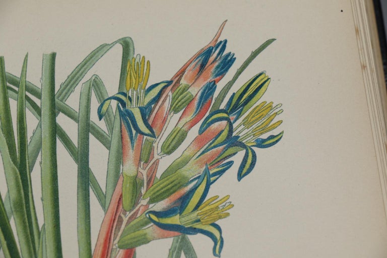 Books, Edward Step's "Favourite Flowers of Garden and Greenhouse