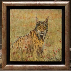 Lince Iberico (Doñana)
