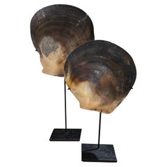 Borneo Pair Large Mussel Shells On Metal Stands, Indonesia, Contemporary