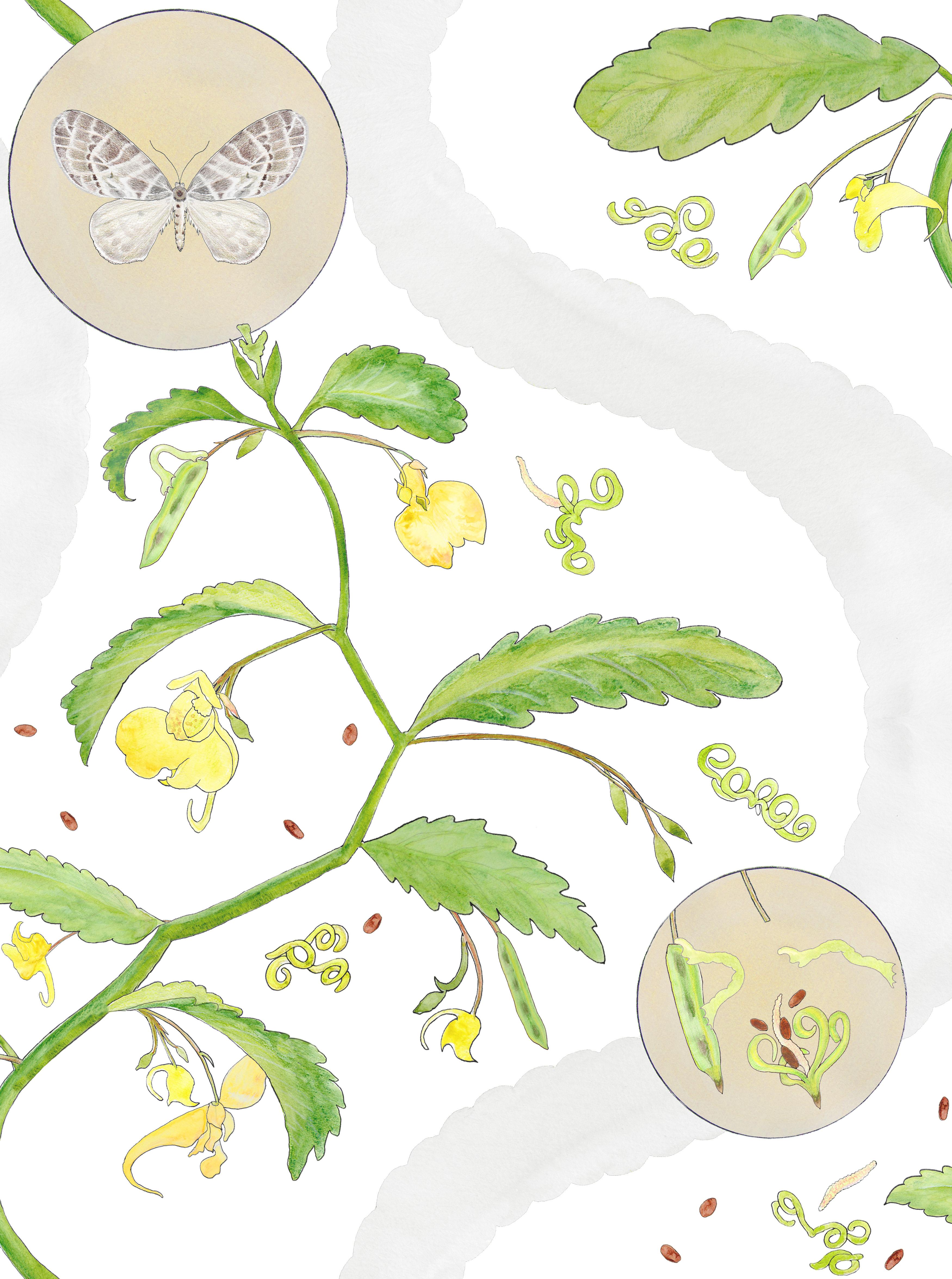 English Borrowdale Balsam Wallpaper in Bowder Stone (Small Scale) - Botanical, Nature. For Sale