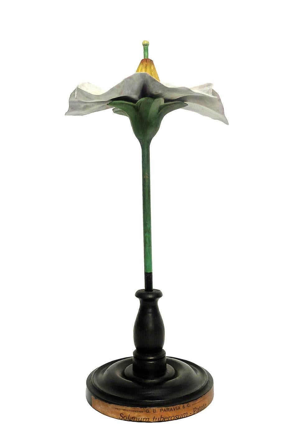 Rare spécimen botanique didactique, représentant une fleur de Solarium Tuberosum de couleur rose pâle en papier mâché, plâtre et bois, peint à la main. Extrêmement détaillé. Milan Paravia.