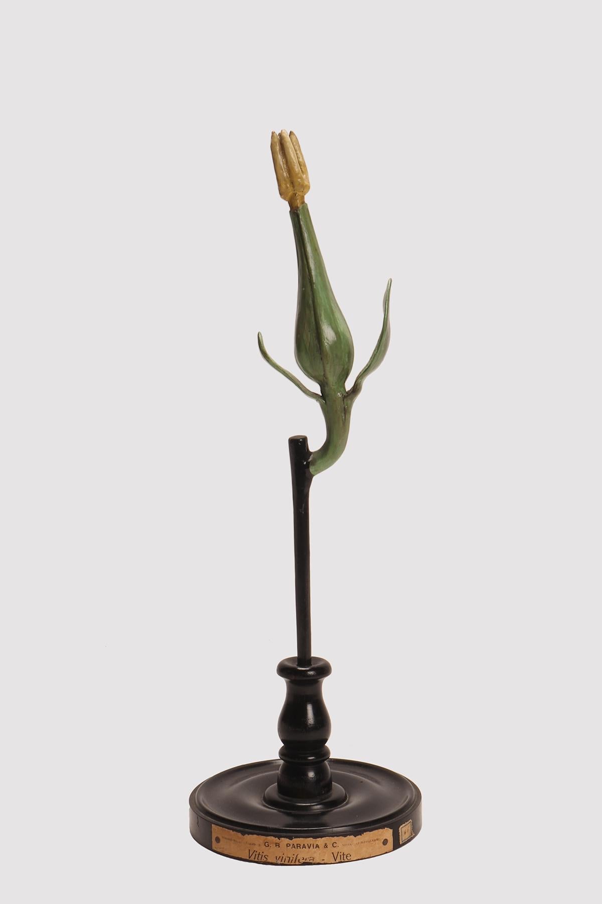 Un spécimen botanique didactique, représentant une fleur de Vitis vinifera, de couleur jaune pâle et verte, fait de papier mâché, de plâtre et de bois peint à la main. Extrêmement détaillé. Paravia Milano, Italie vers 1900. 