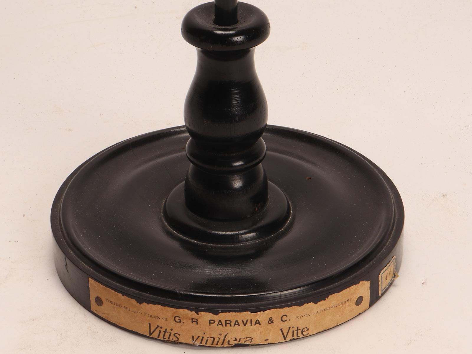 Modèle botanique représentant une fleur de Vitis vinifera, Italie 1900. en vente 1