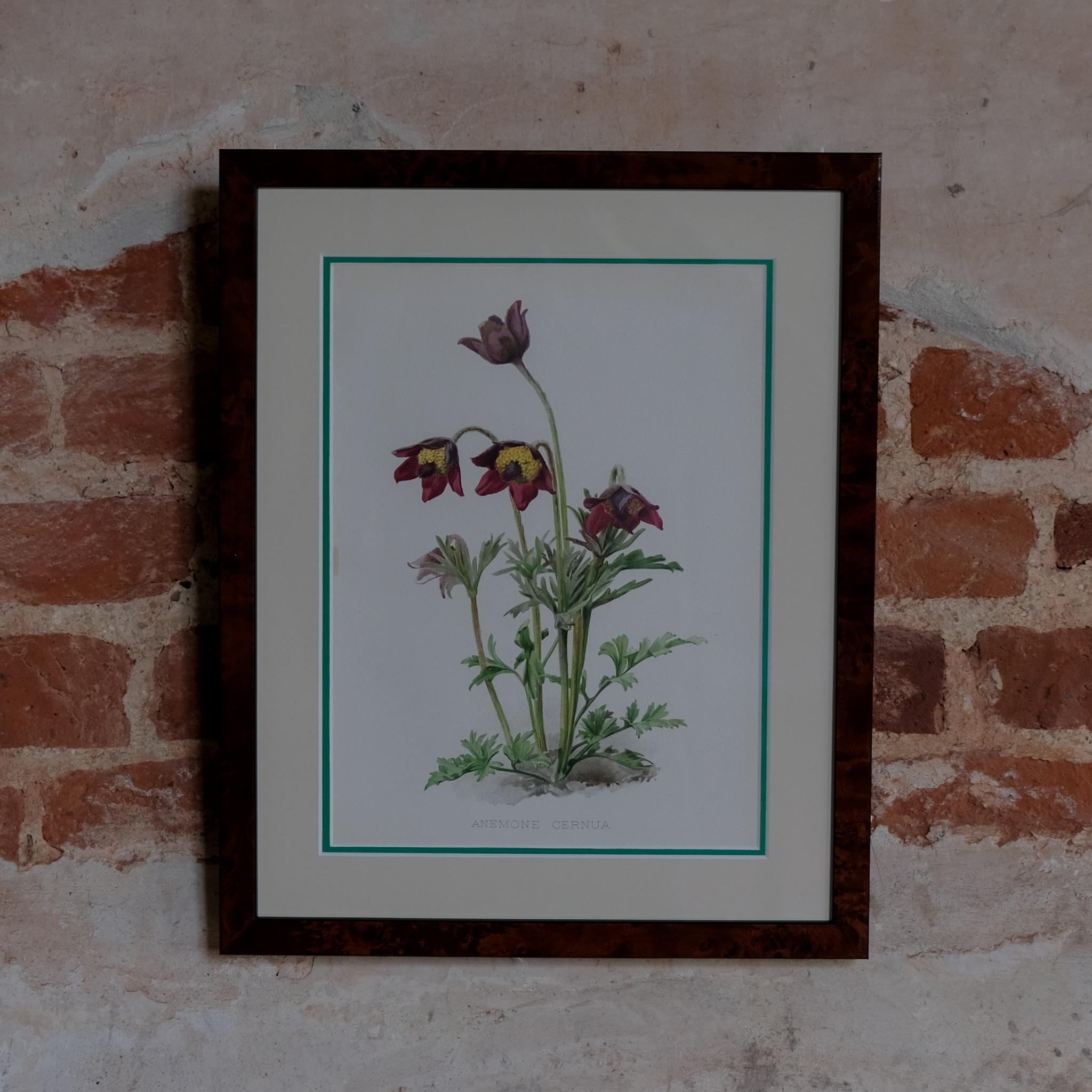 Botanical Chromolithographs from: William Robinson's Flora & Sylva For Sale 5
