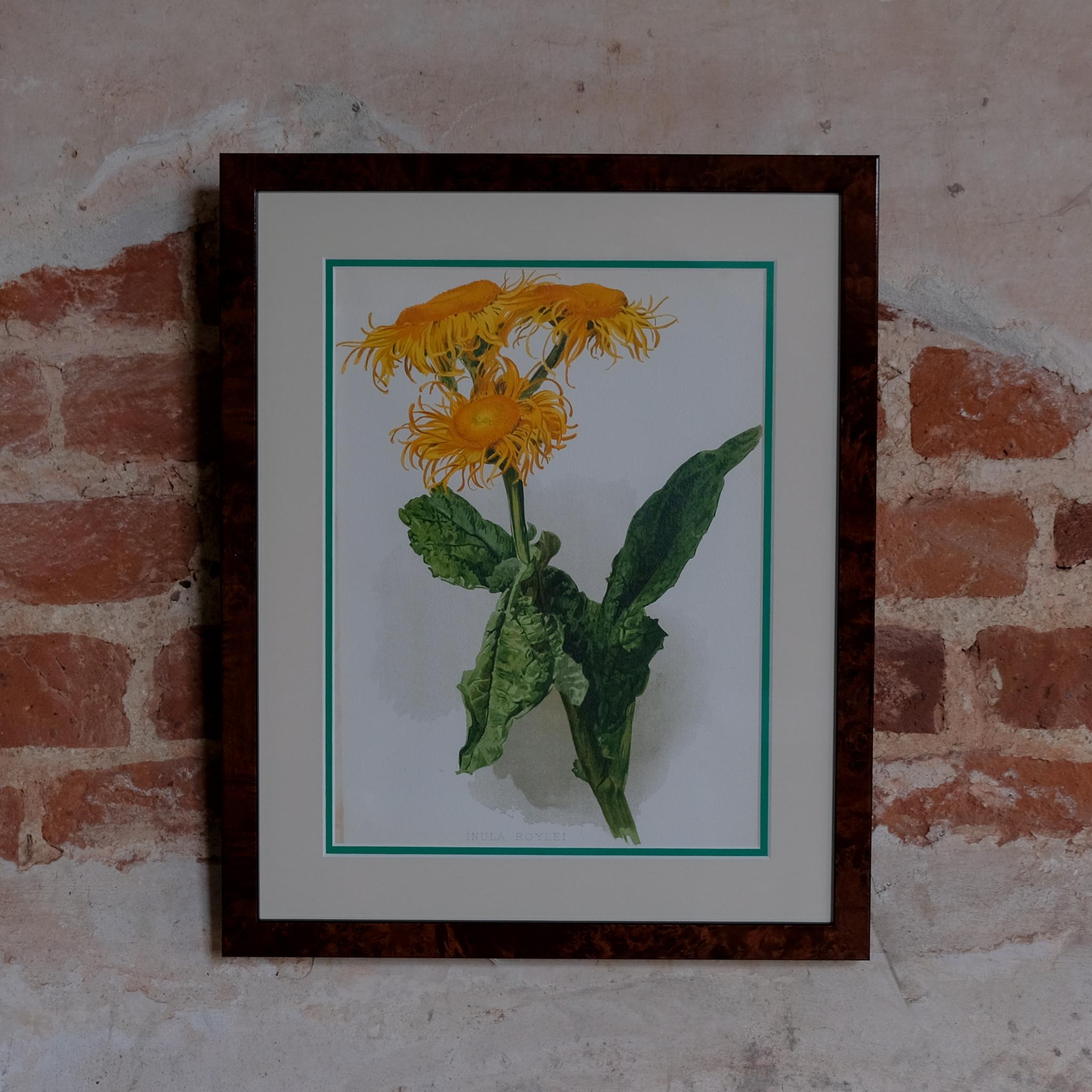 Botanical Chromolithographs from: William Robinson's Flora & Sylva For Sale 6
