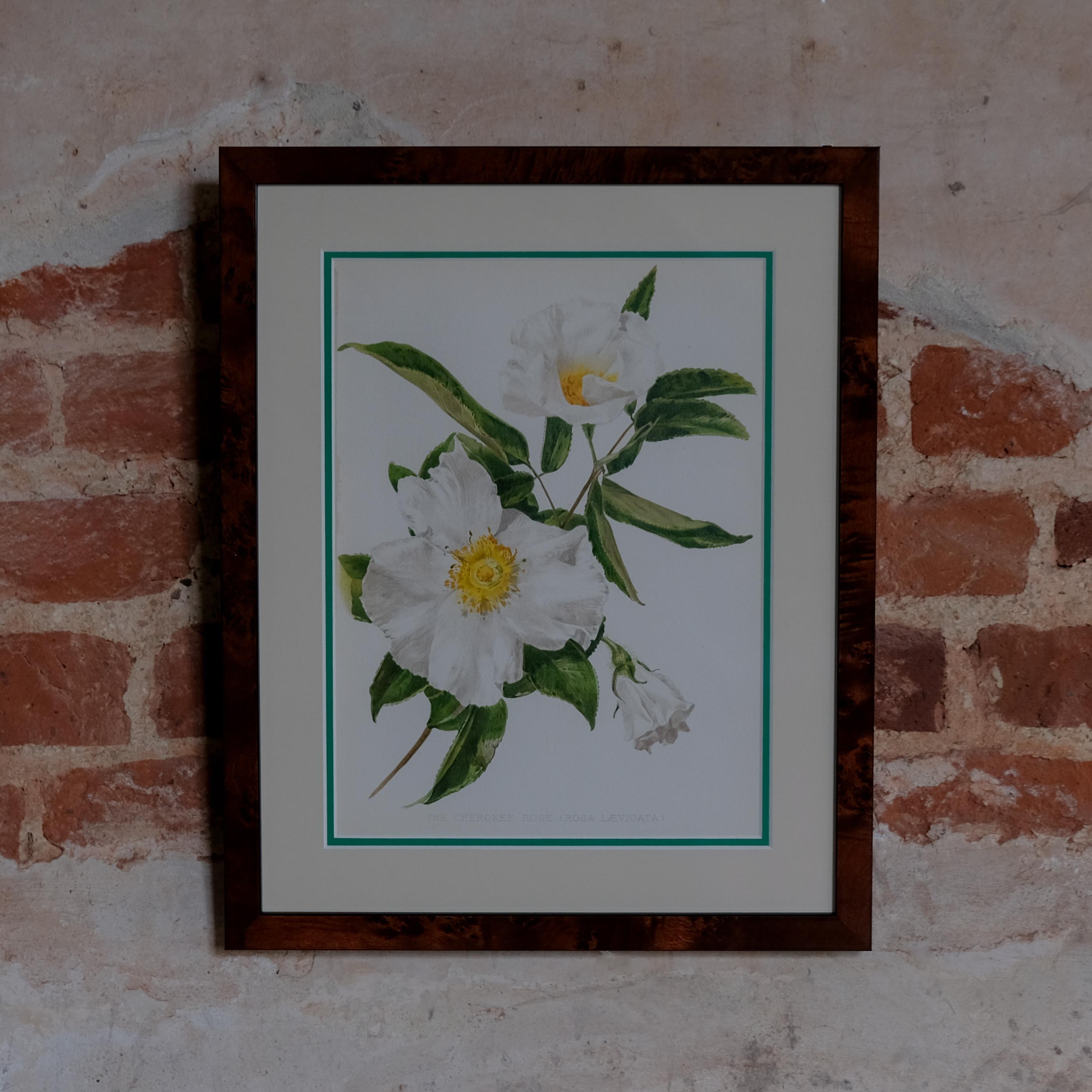 Botanical Chromolithographs from: William Robinson's Flora & Sylva For Sale 8