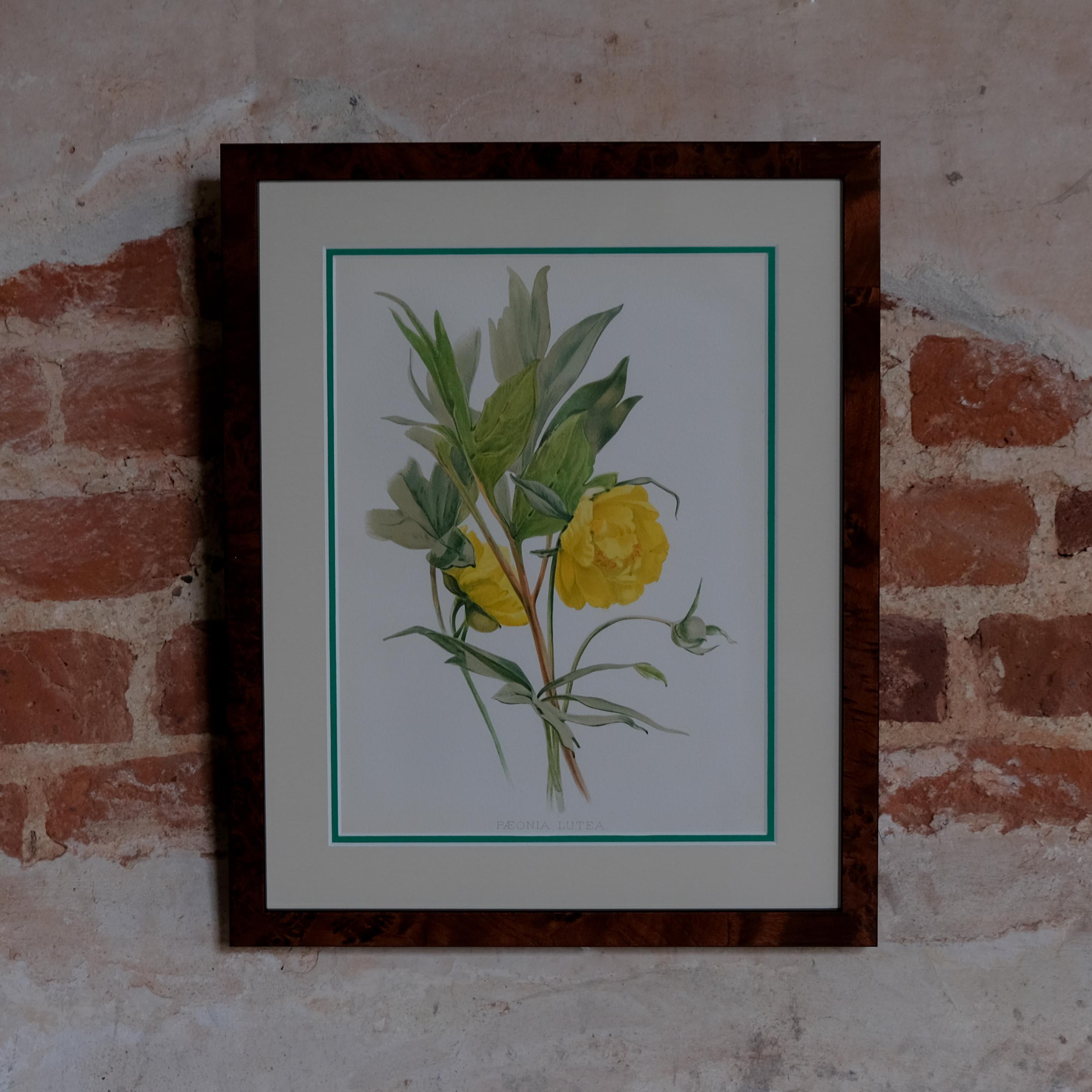 Botanical Chromolithographs from: William Robinson's Flora & Sylva For Sale 9