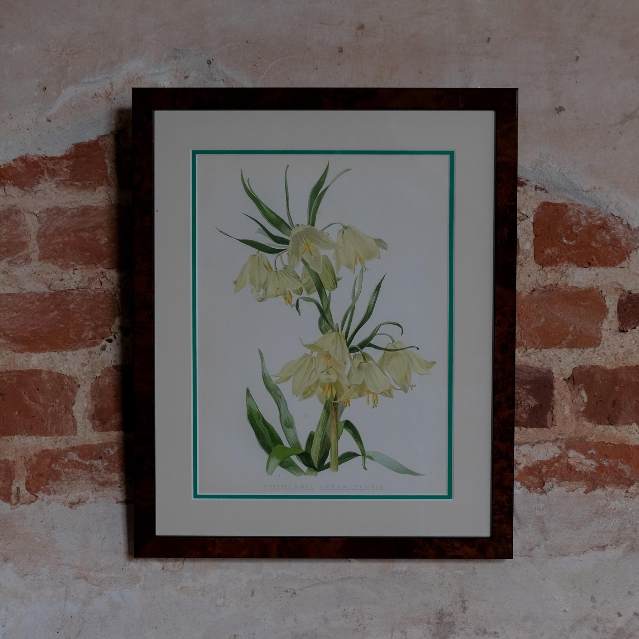Botanical Chromolithographs from: William Robinson's Flora & Sylva For Sale 10