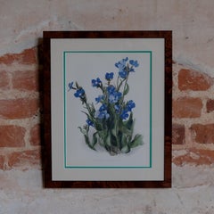 Botanical Chromolithographs from: William Robinson's Flora & Sylva