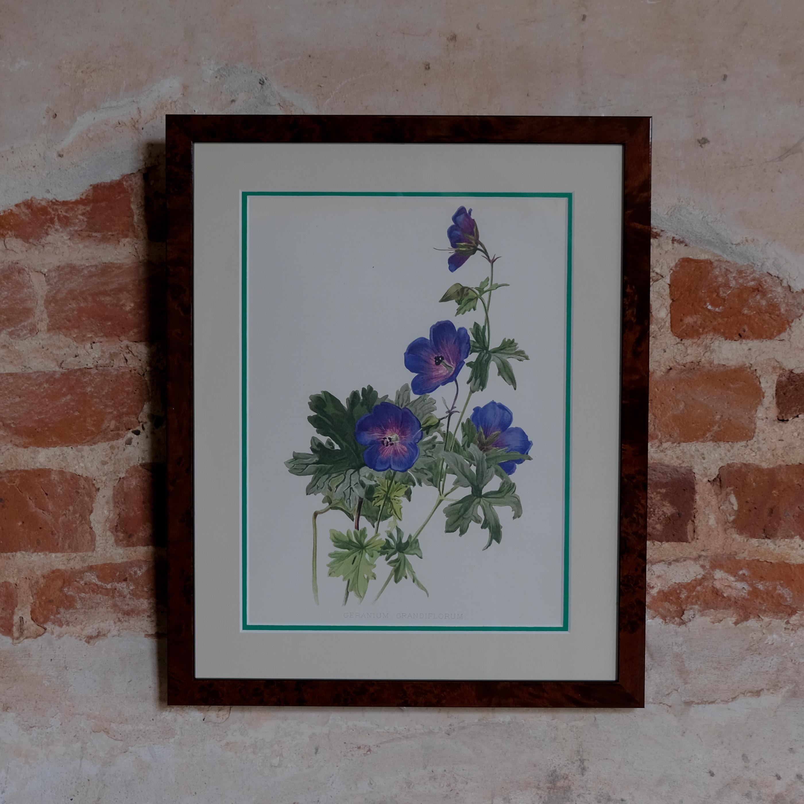 British Botanical Chromolithographs from: William Robinson's Flora & Sylva For Sale