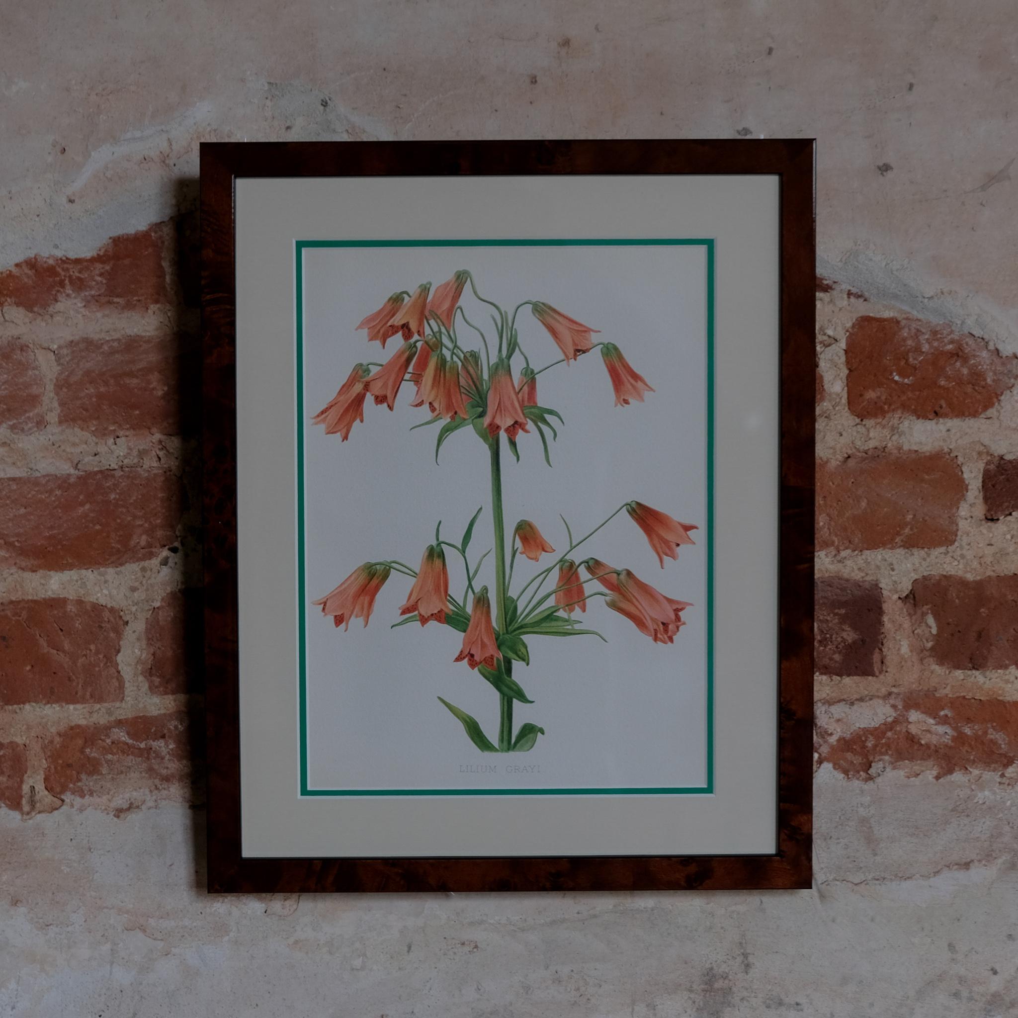 Botanical Chromolithographs from: William Robinson's Flora & Sylva For Sale 2