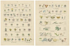 Botanical Classification Prints: Linnaean Flower Classes & Cryptogamia – 1867