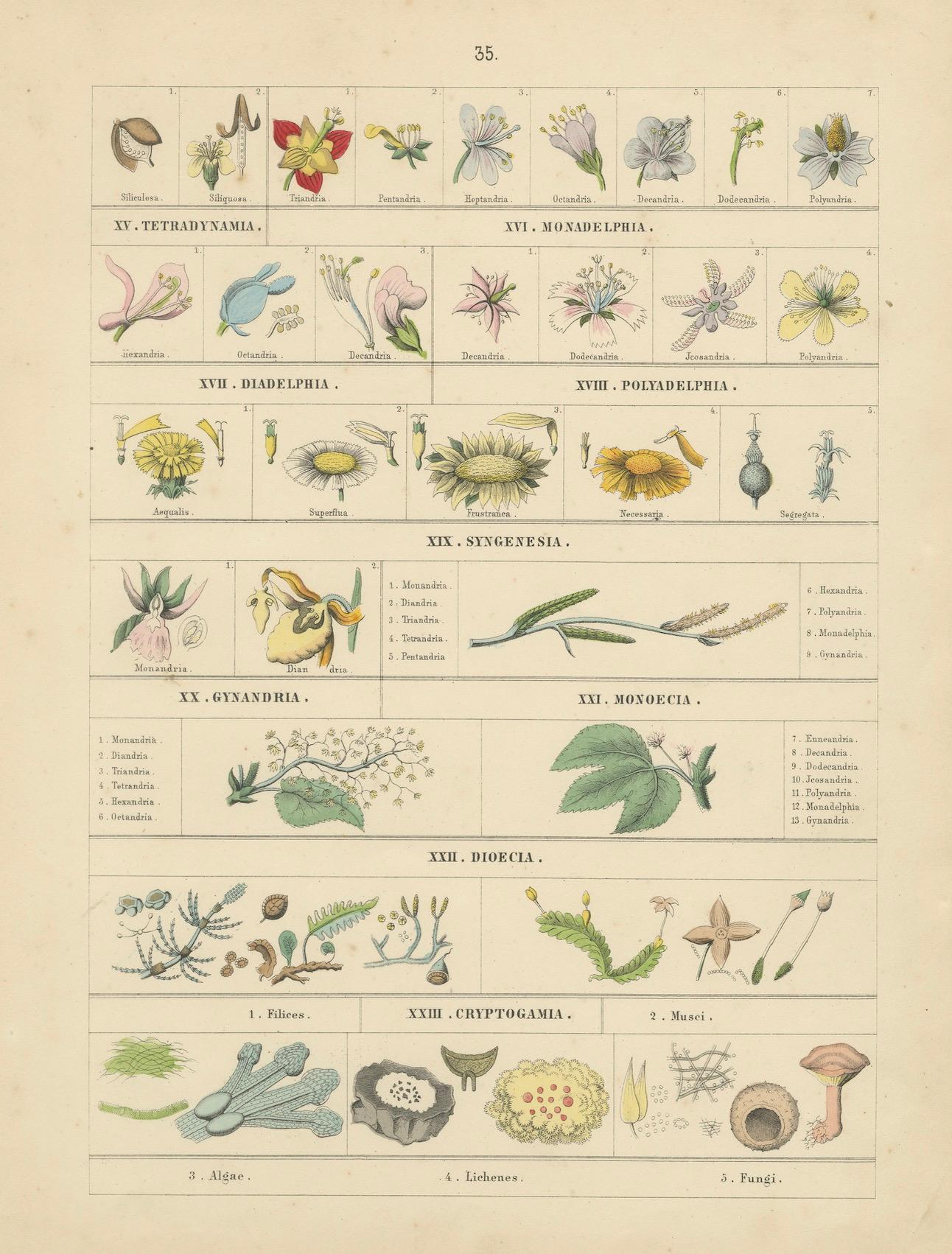 German Botanical Classification Prints: Linnaean Flower Classes & Cryptogamia – 1867 For Sale
