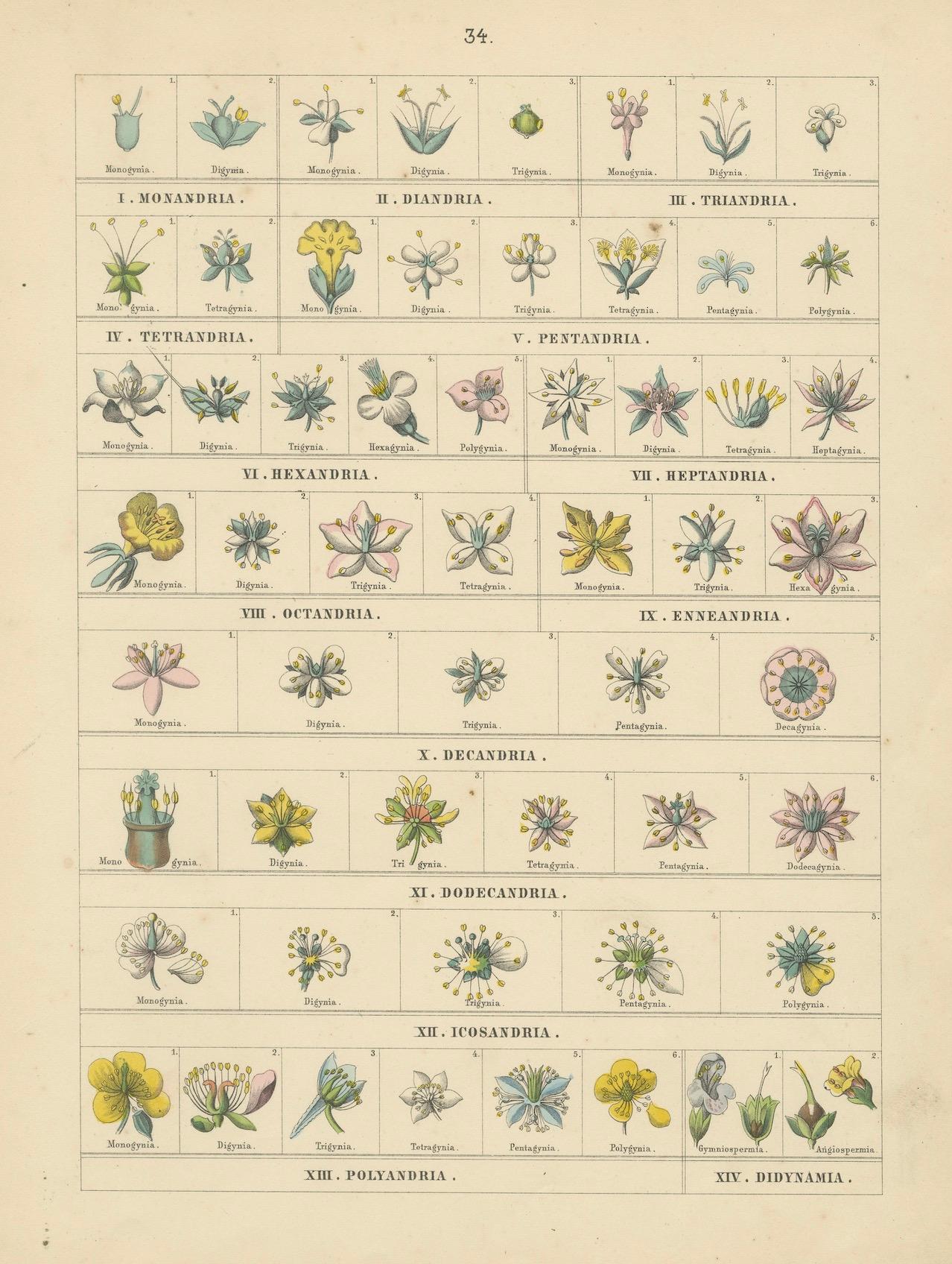 Botanical Classification Prints: Linnaean Flower Classes & Cryptogamia – 1867 In Good Condition For Sale In Langweer, NL
