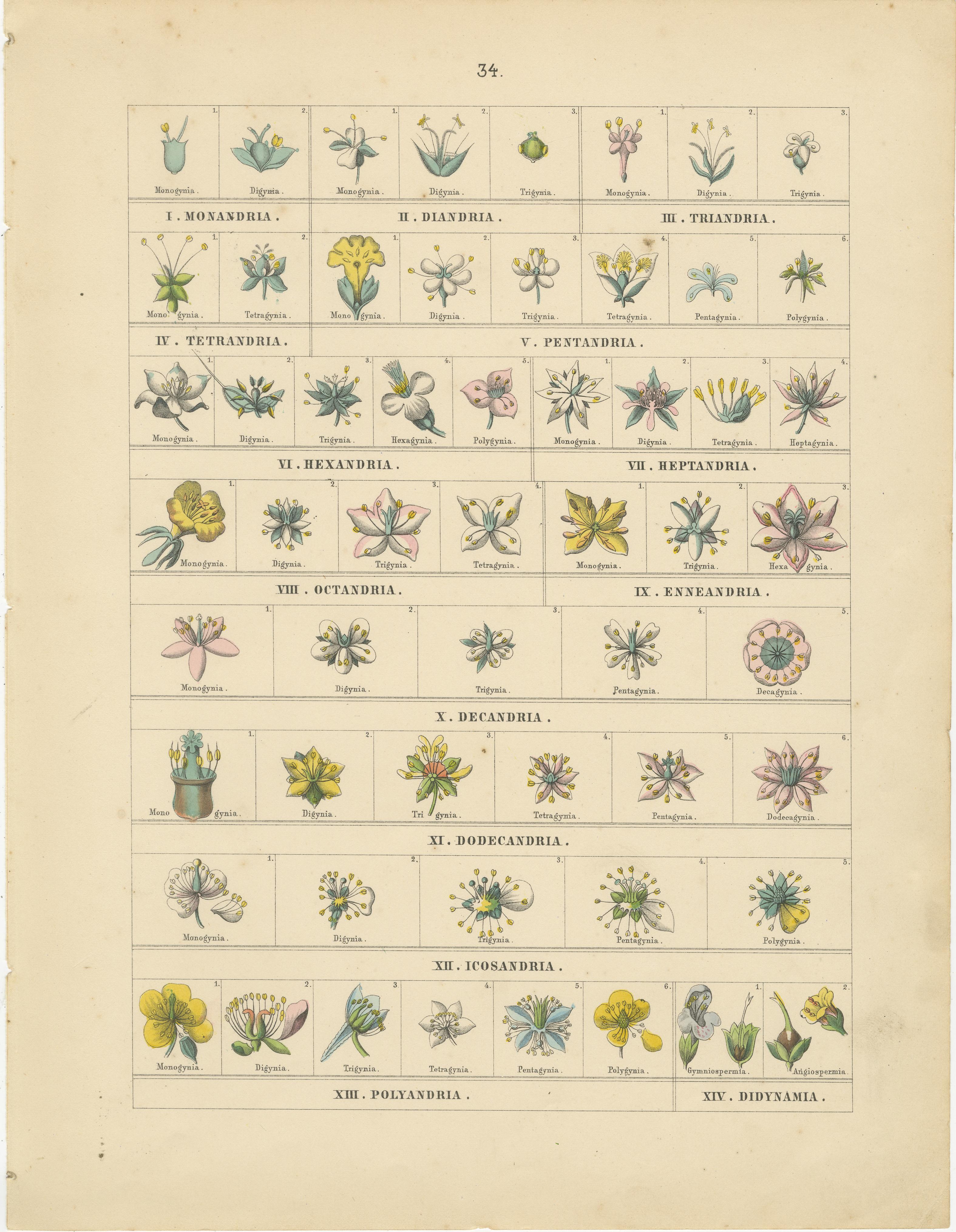 Mid-19th Century Botanical Classification Prints: Linnaean Flower Classes & Cryptogamia – 1867 For Sale