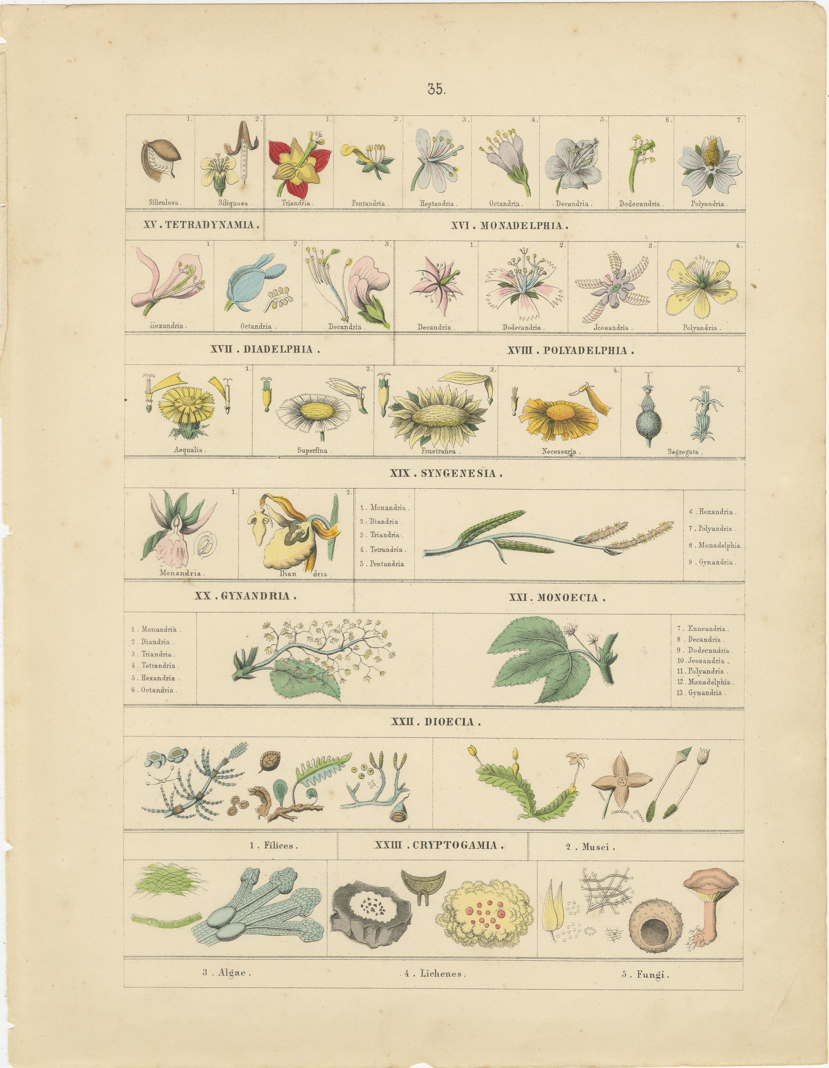Paper Botanical Classification Prints: Linnaean Flower Classes & Cryptogamia – 1867 For Sale