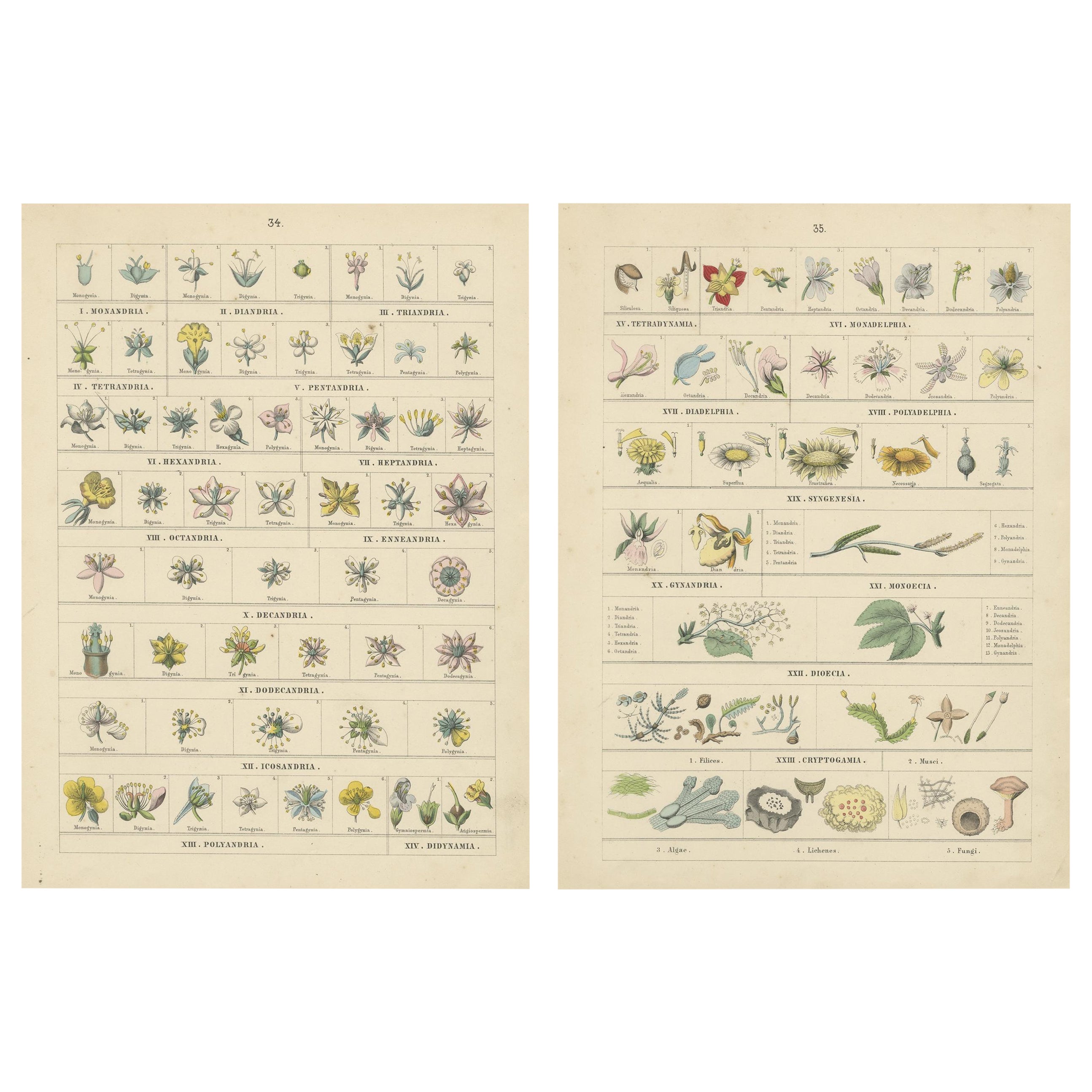 Botanical Classification Prints: Linnaean Flower Classes & Cryptogamia – 1867