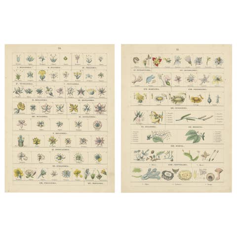 Botanical Classification Prints: Linnaean Flower Classes & Cryptogamia – 1867