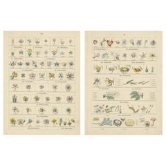 Botanical Classification Prints: Linnaean Flower Classes & Cryptogamia – 1867