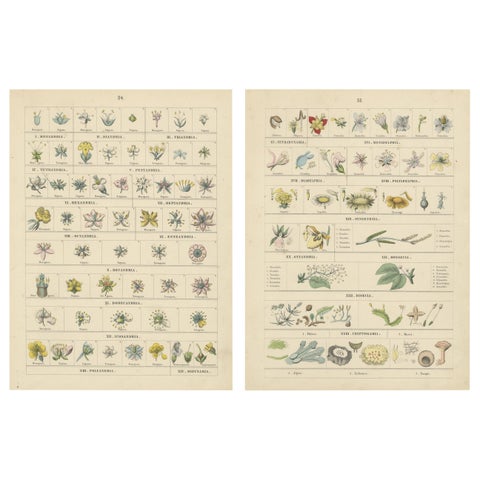 Botanical Classification Prints: Linnaean Flower Classes & Cryptogamia, 1867