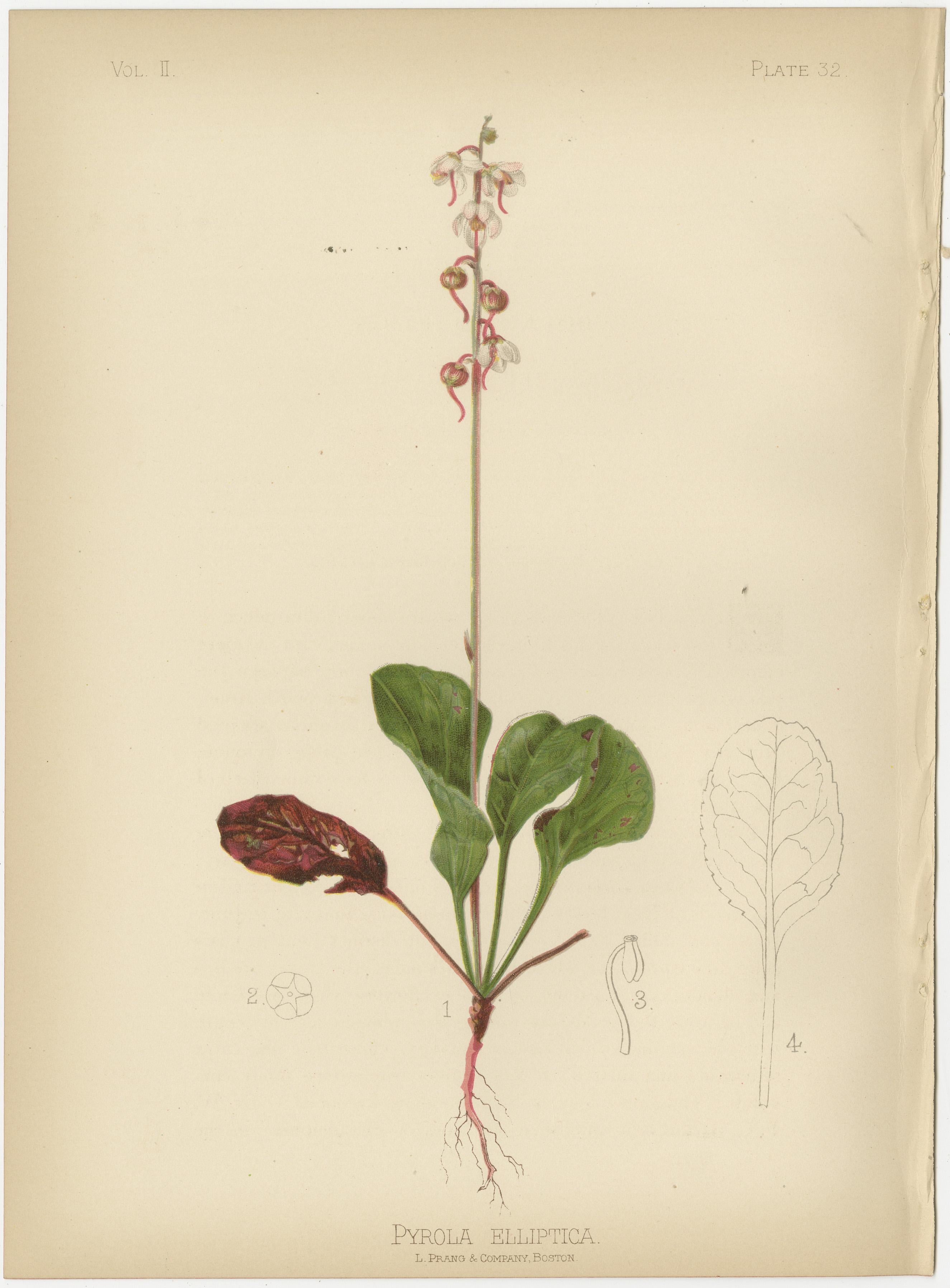 Botanische Eleganz: Ein florales Mosaik aus dem 19. Jahrhundert, 1879 (Papier) im Angebot