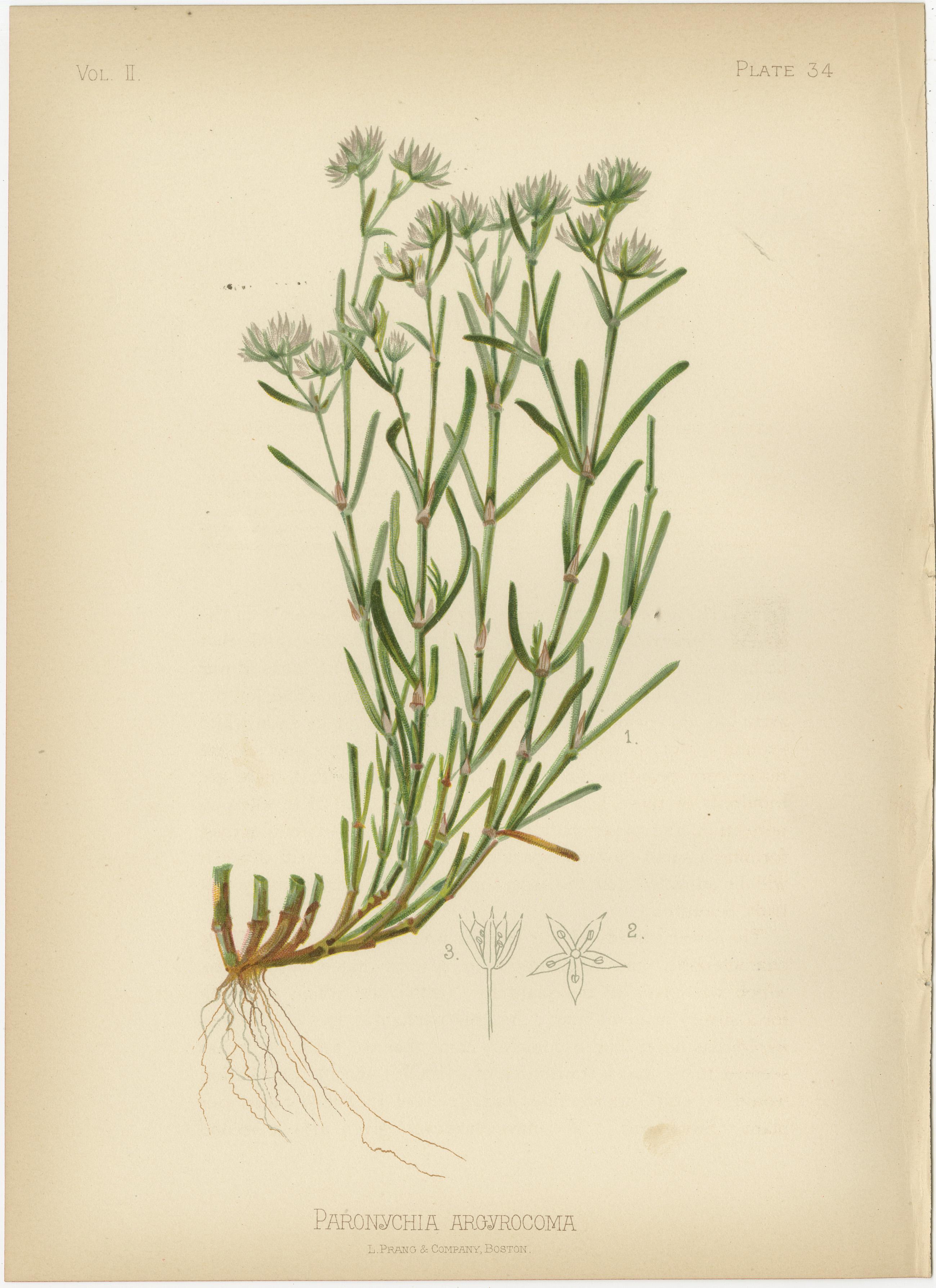 Botanische Eleganz: Ein florales Mosaik aus dem 19. Jahrhundert, 1879 im Angebot 2