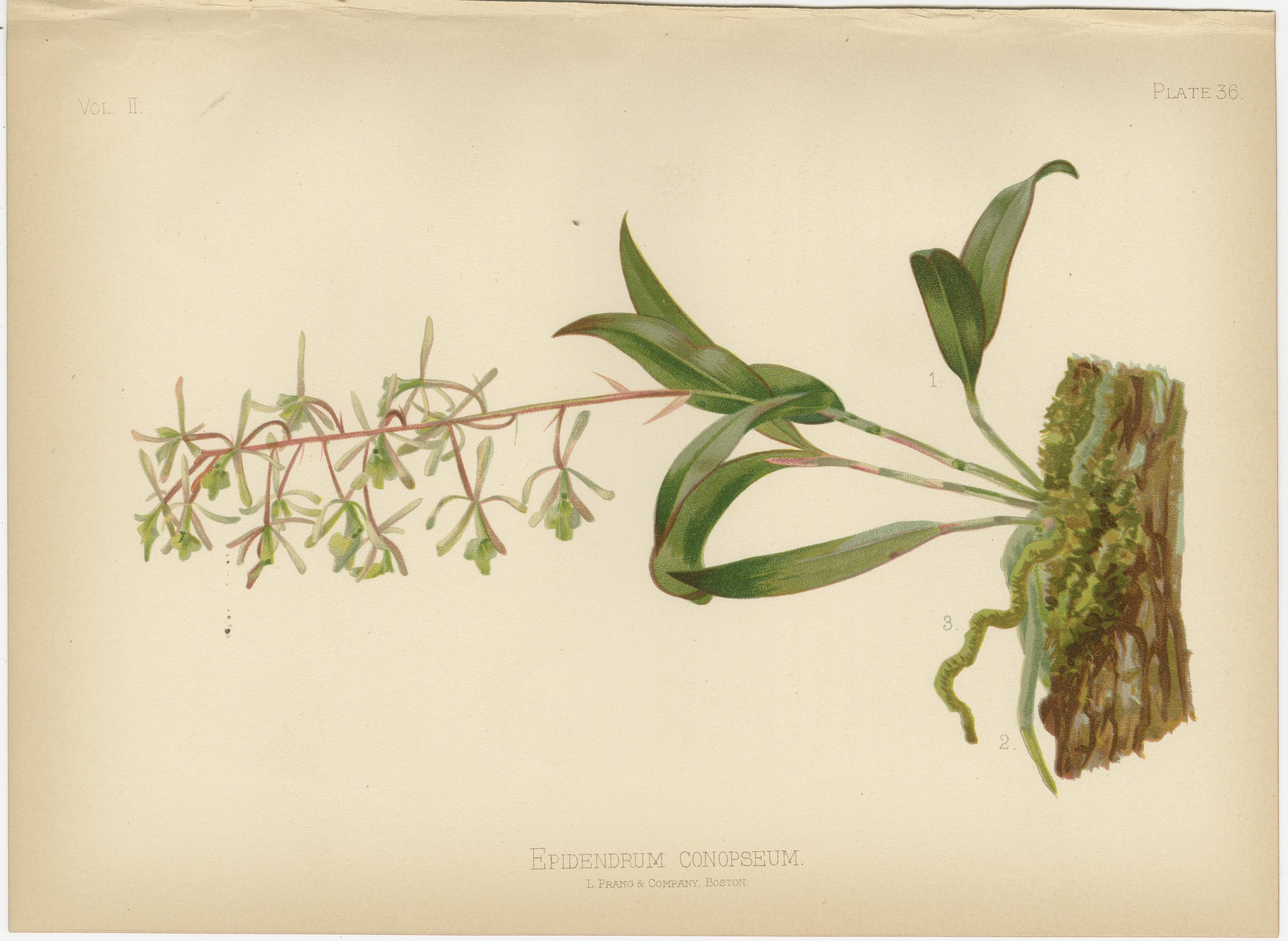 Botanical Elegance: A Chromolithographic Tribute, 1879 In Good Condition In Langweer, NL