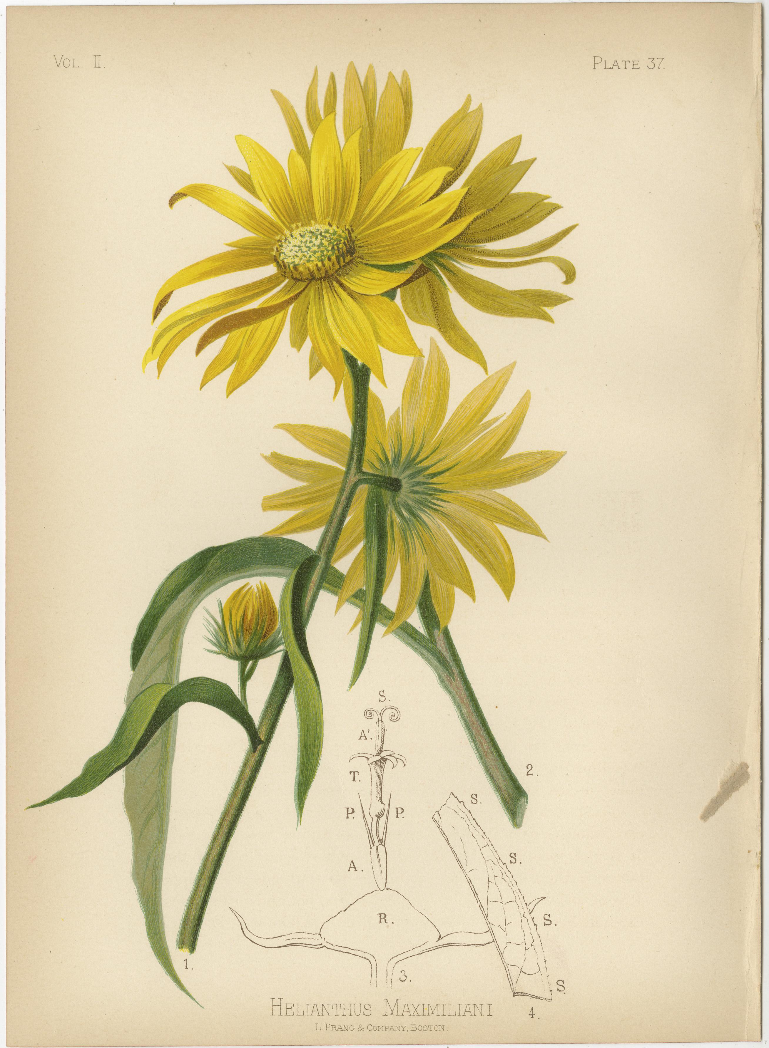 Late 19th Century Botanical Elegance: A Chromolithographic Tribute, 1879