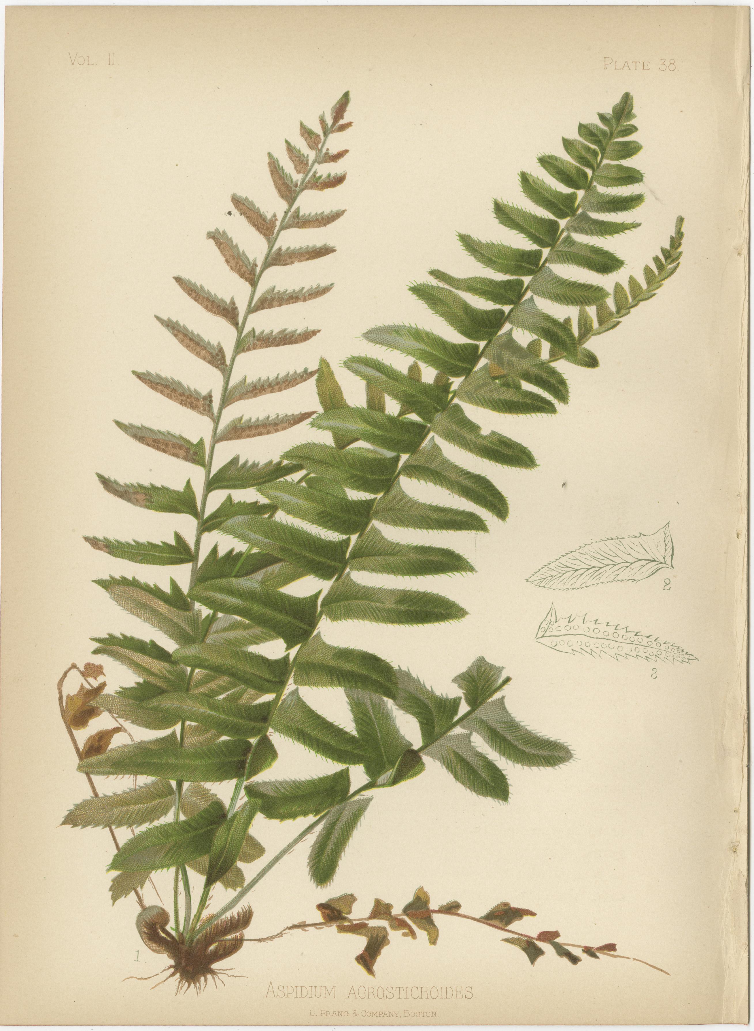 Paper Botanical Elegance: A Chromolithographic Tribute, 1879