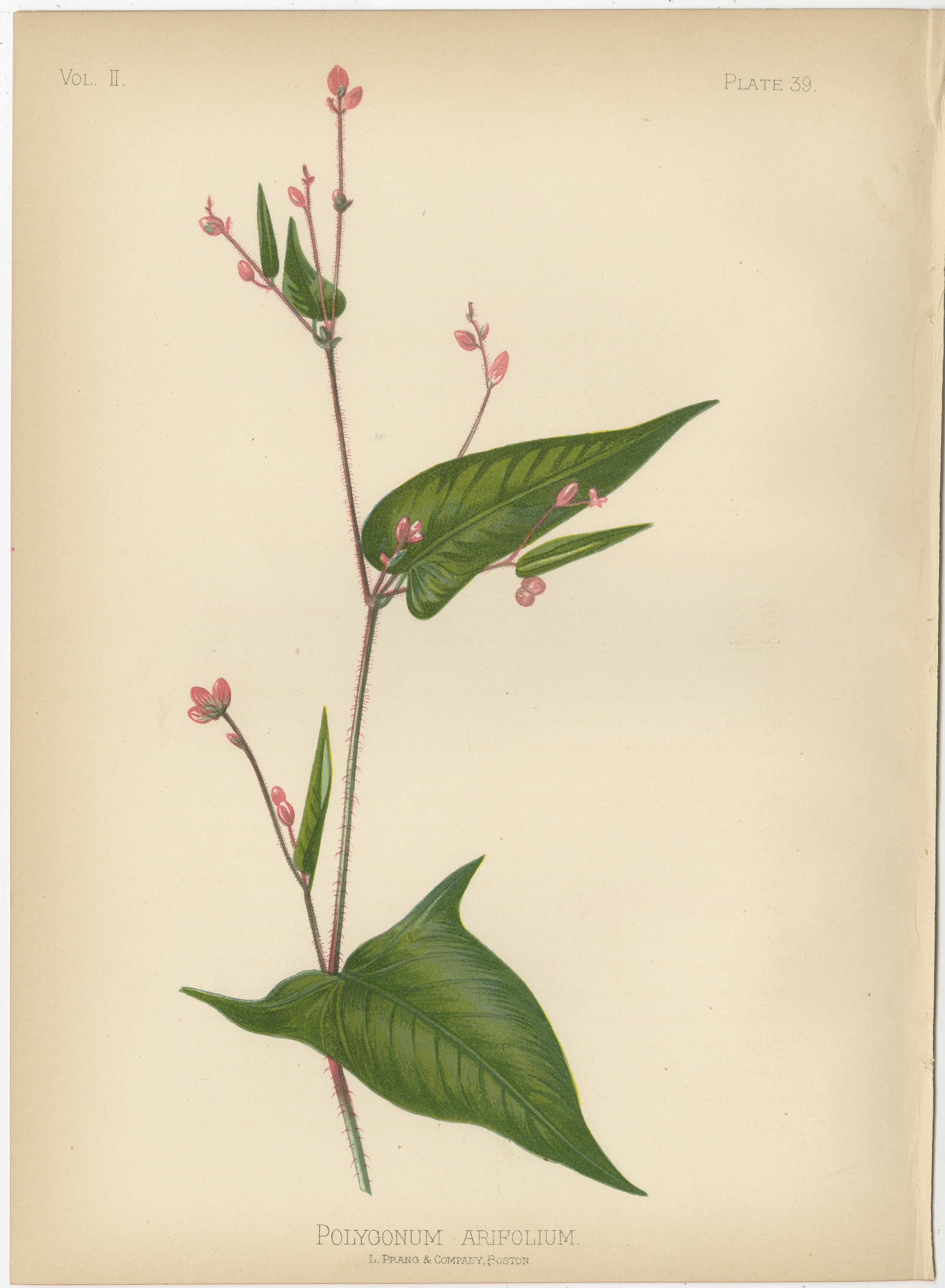 Botanical Elegance: A Chromolithographic Tribute, 1879 1