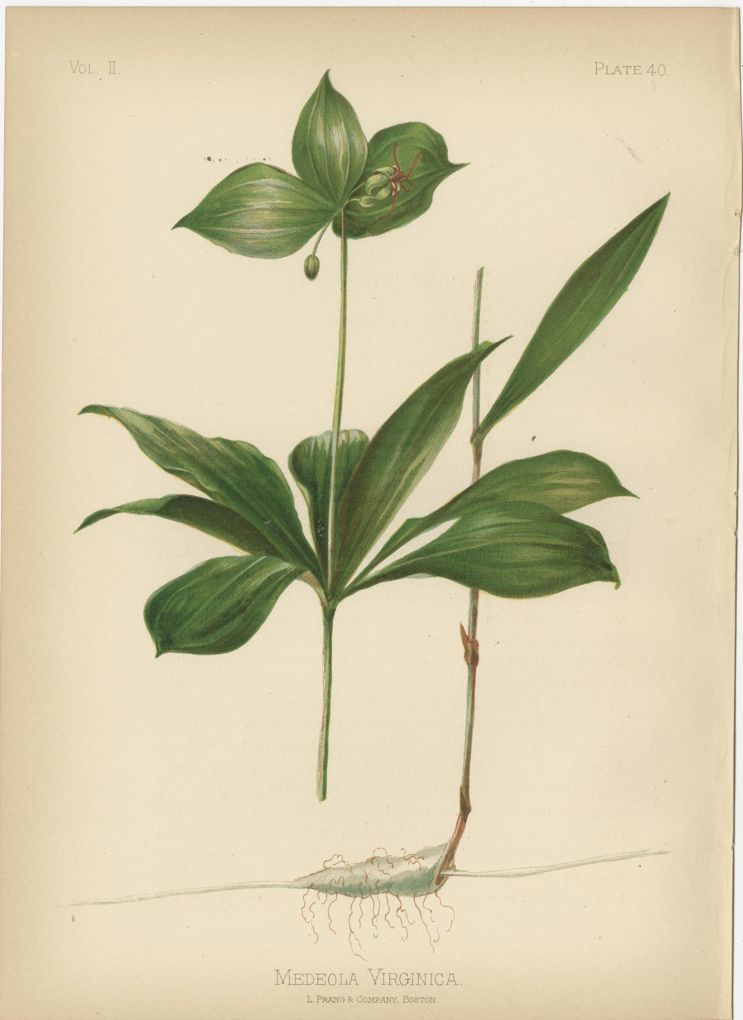 Botanical Elegance: A Chromolithographic Tribute, 1879 2